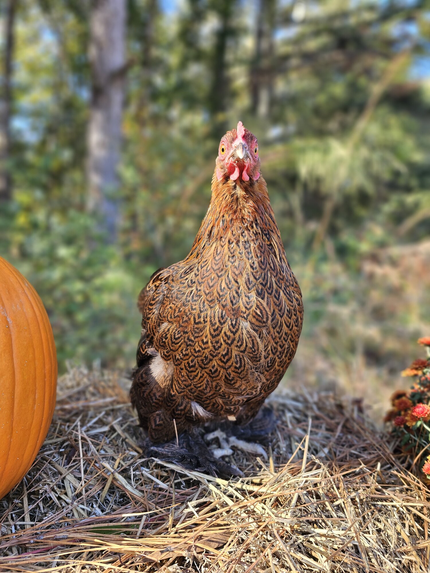 Feathers of Fall Photo Contest 37.jpg