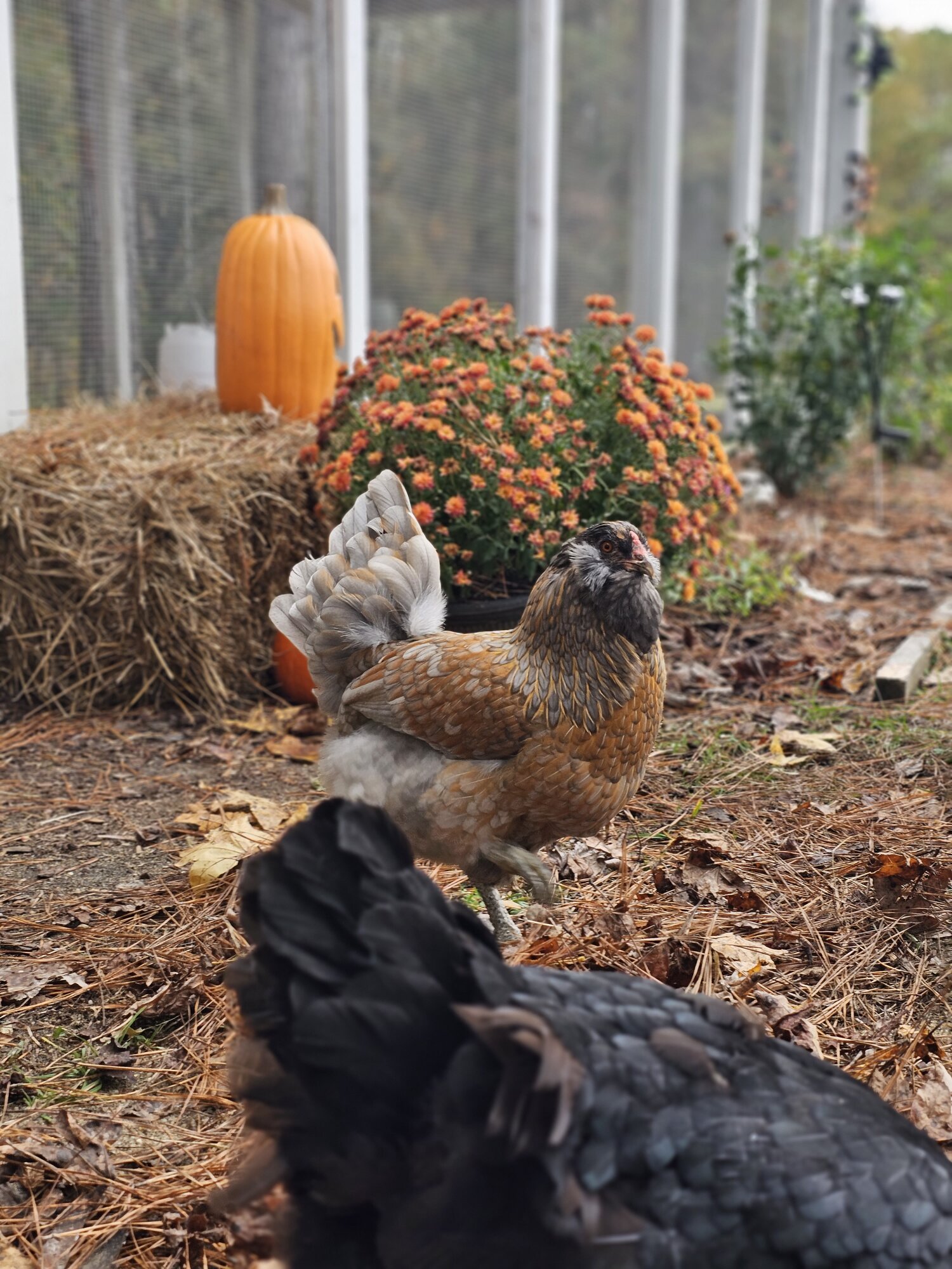 Feathers of Fall Photo Contest 38.jpg