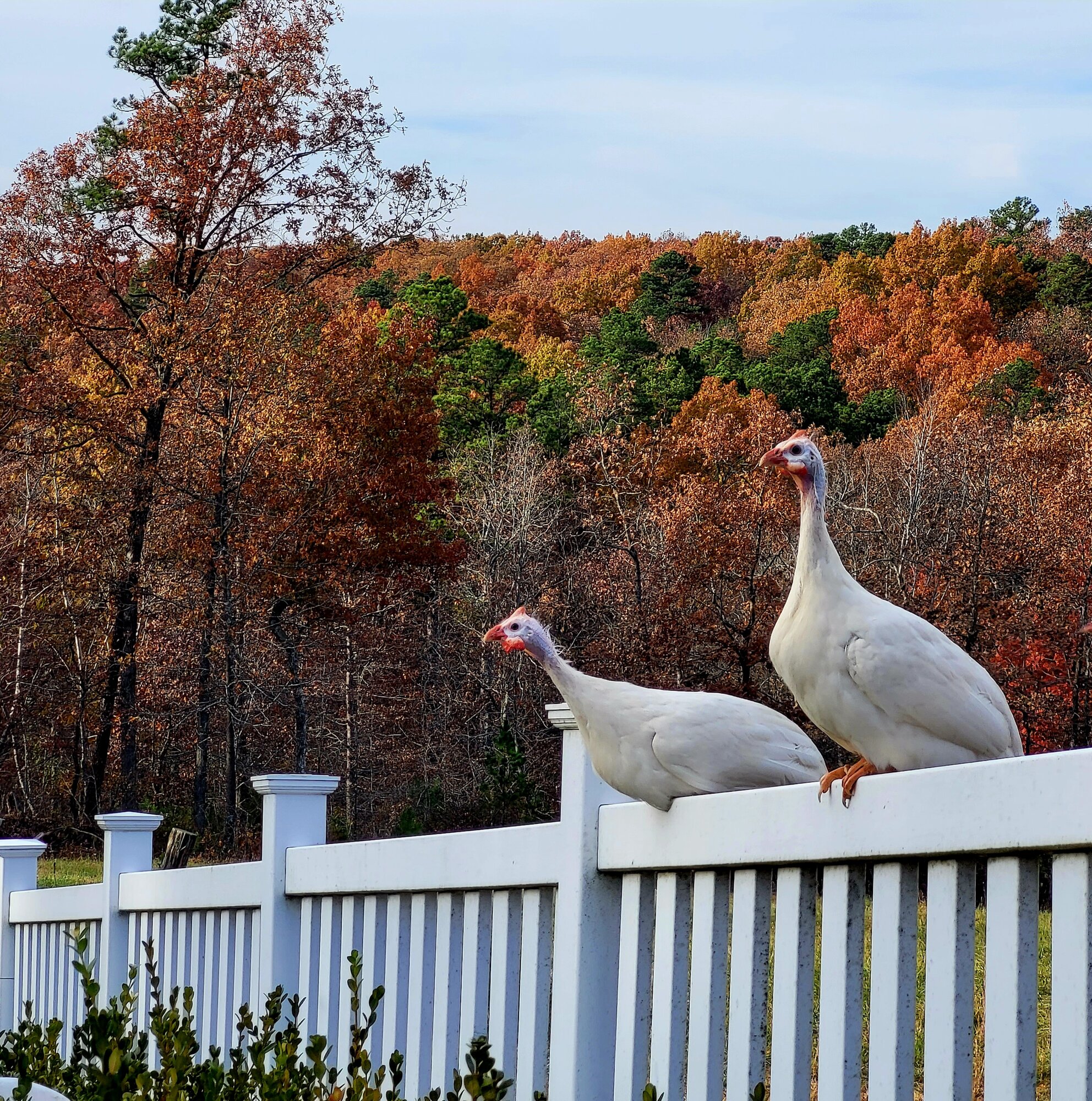 Feathers of Fall Photo Contest 39.jpg
