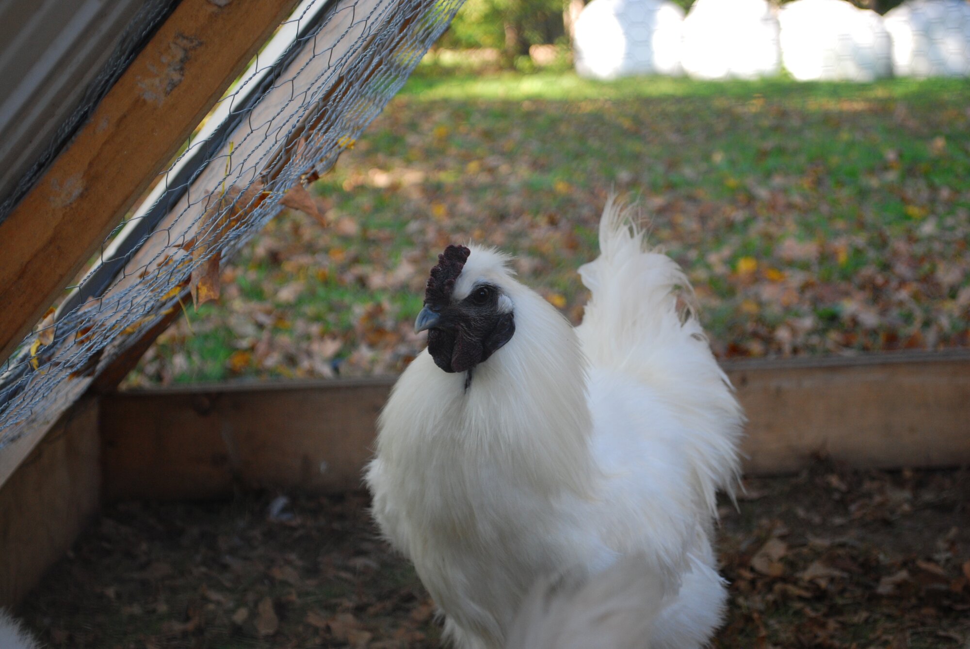 Feathers of Fall Photo Contest 4.jpg