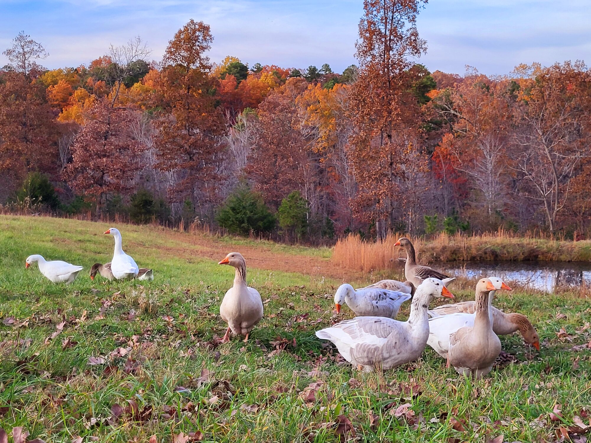 Feathers of Fall Photo Contest 40.jpg