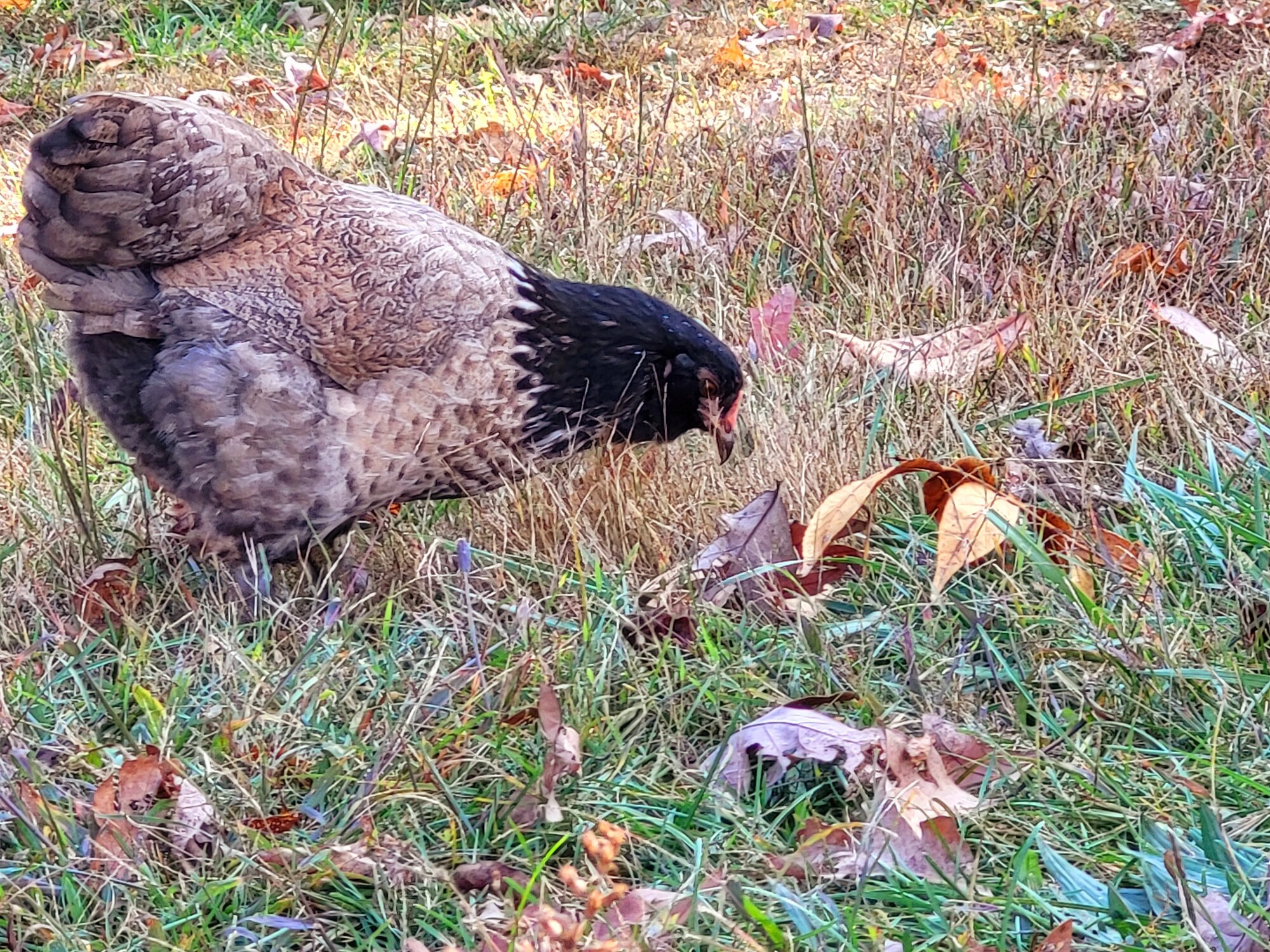 Feathers of Fall Photo Contest 41.jpg