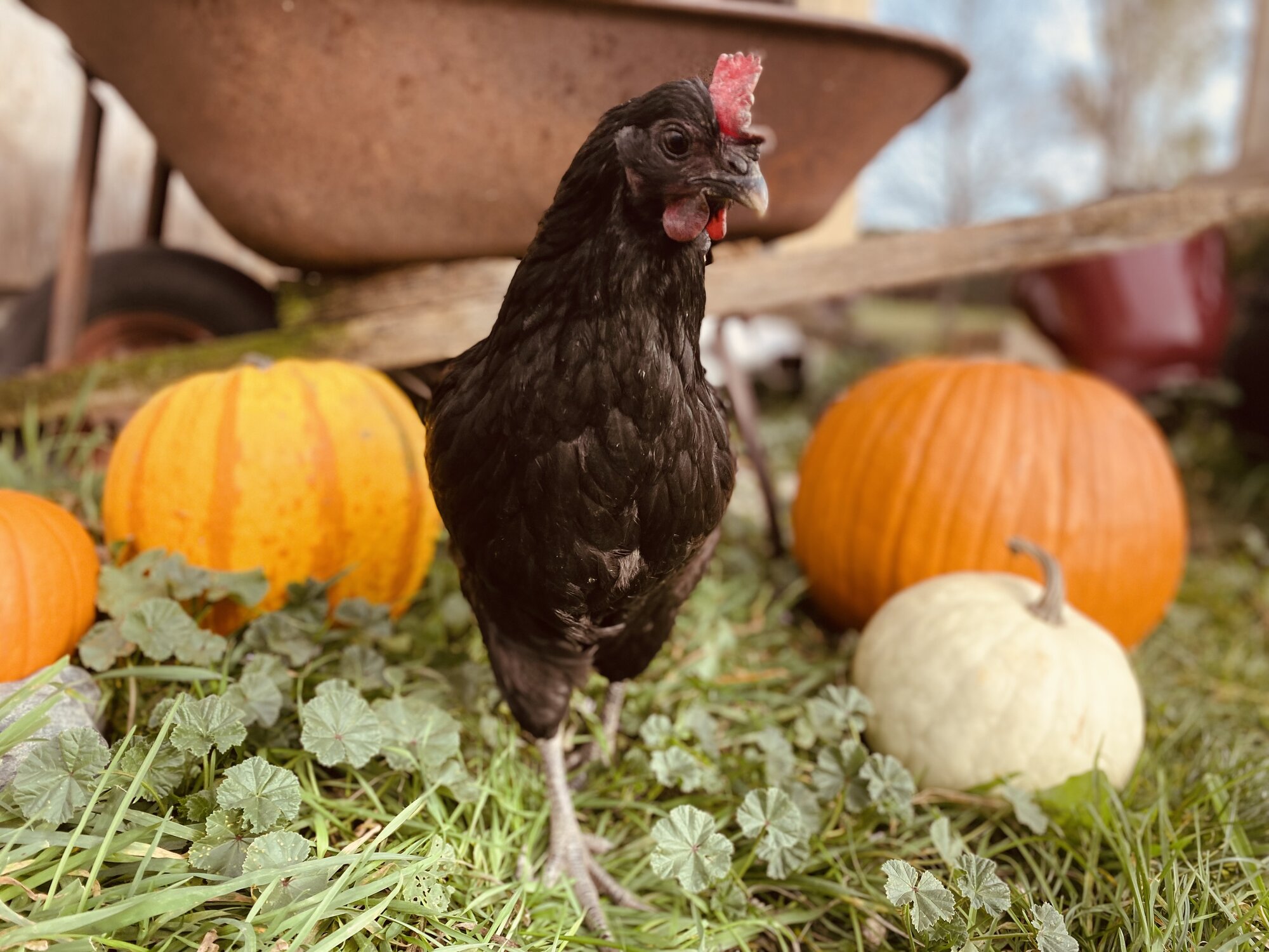 Feathers of Fall Photo Contest 43.jpg