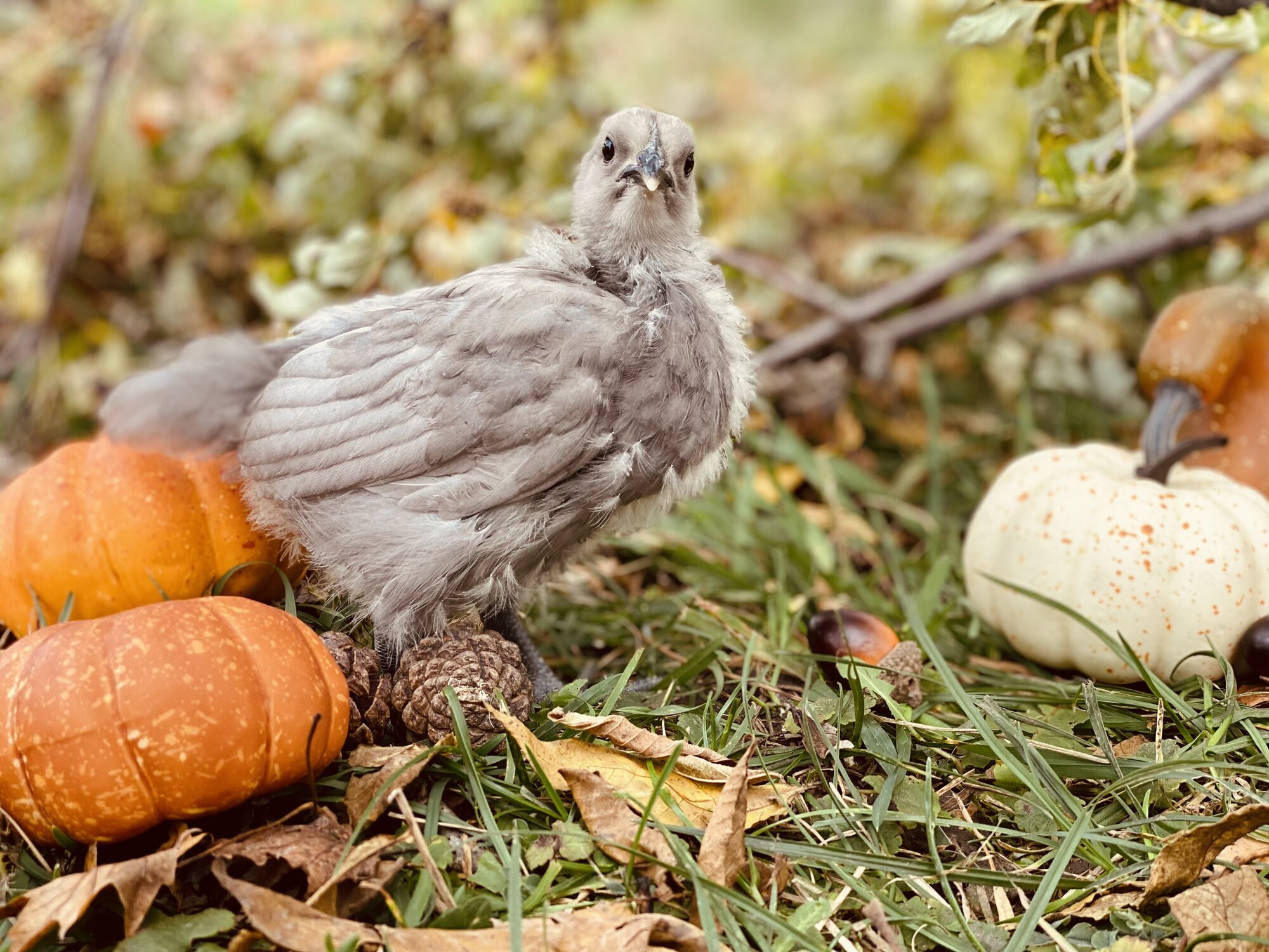 Feathers of Fall Photo Contest 44.jpg