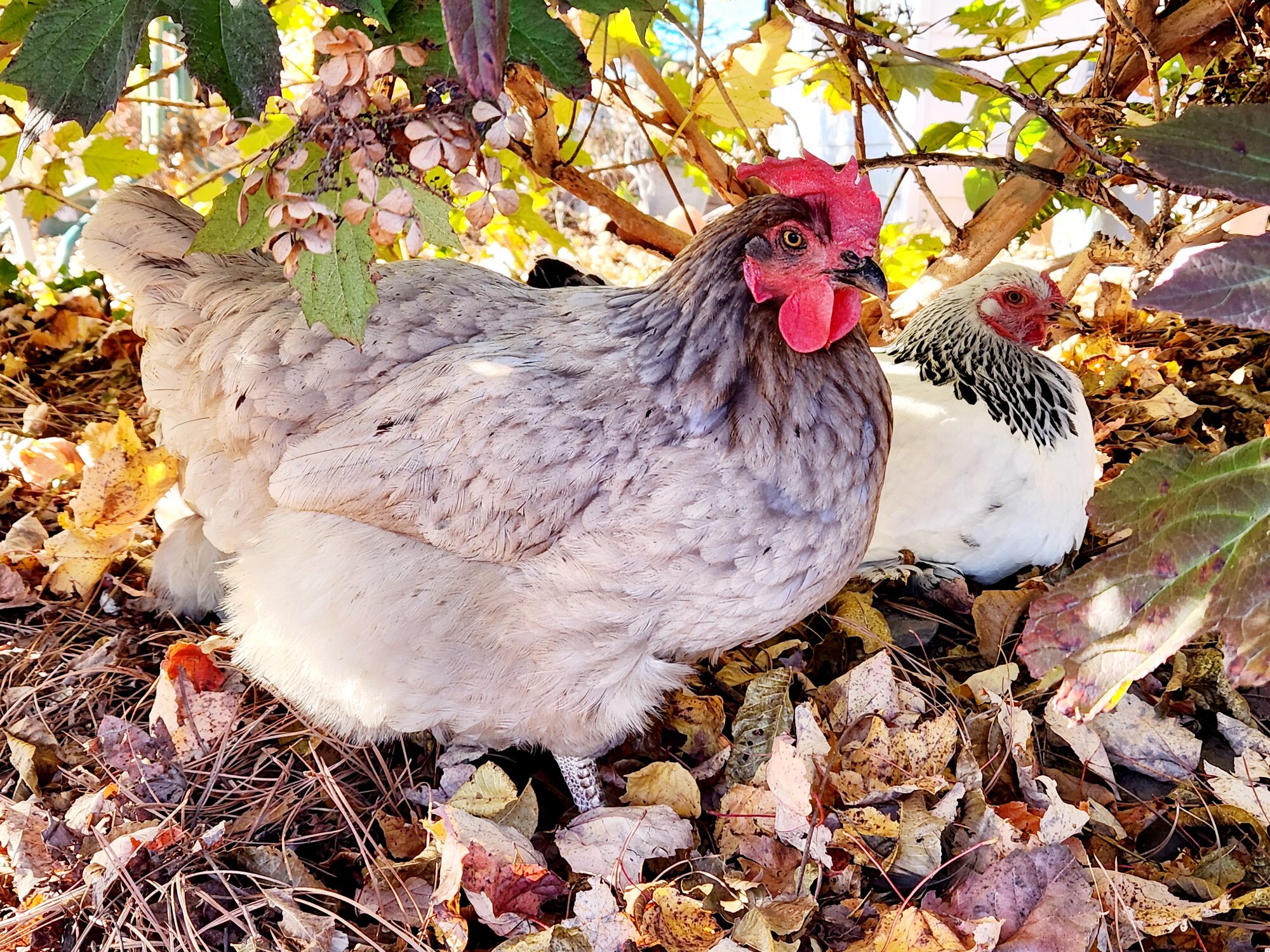 Feathers of Fall Photo Contest 45.jpg