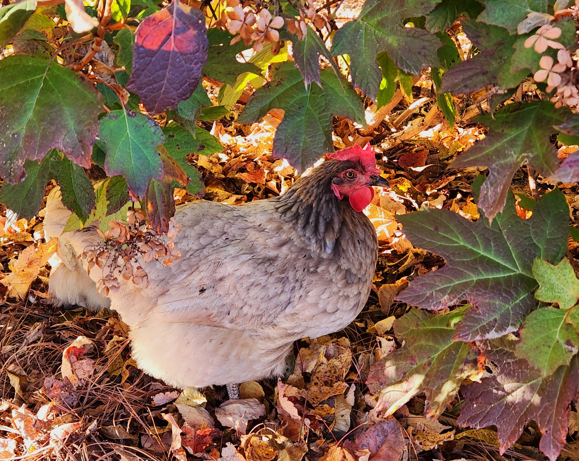 Feathers of Fall Photo Contest 46.jpg