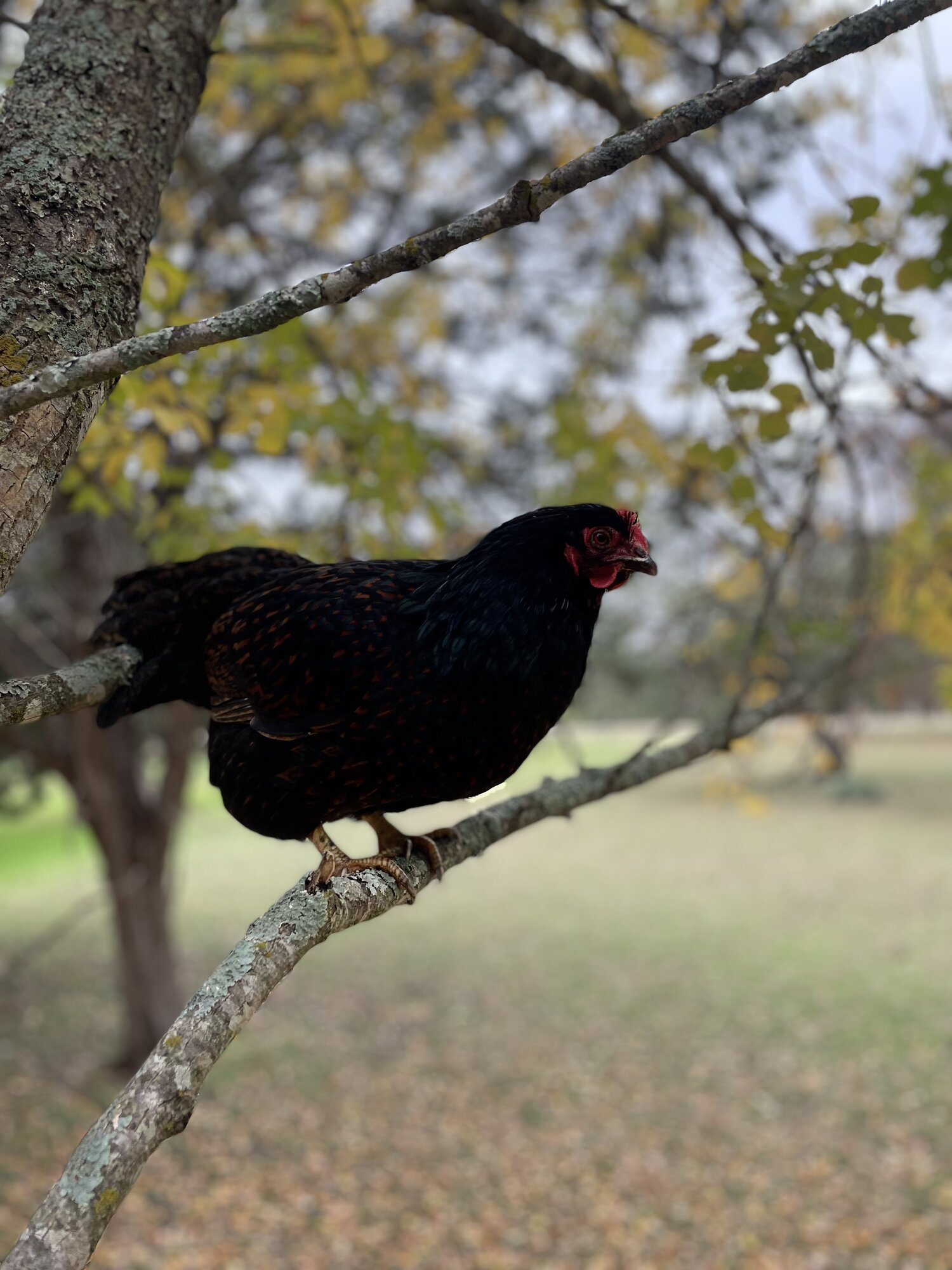Feathers of Fall Photo Contest 47.jpg
