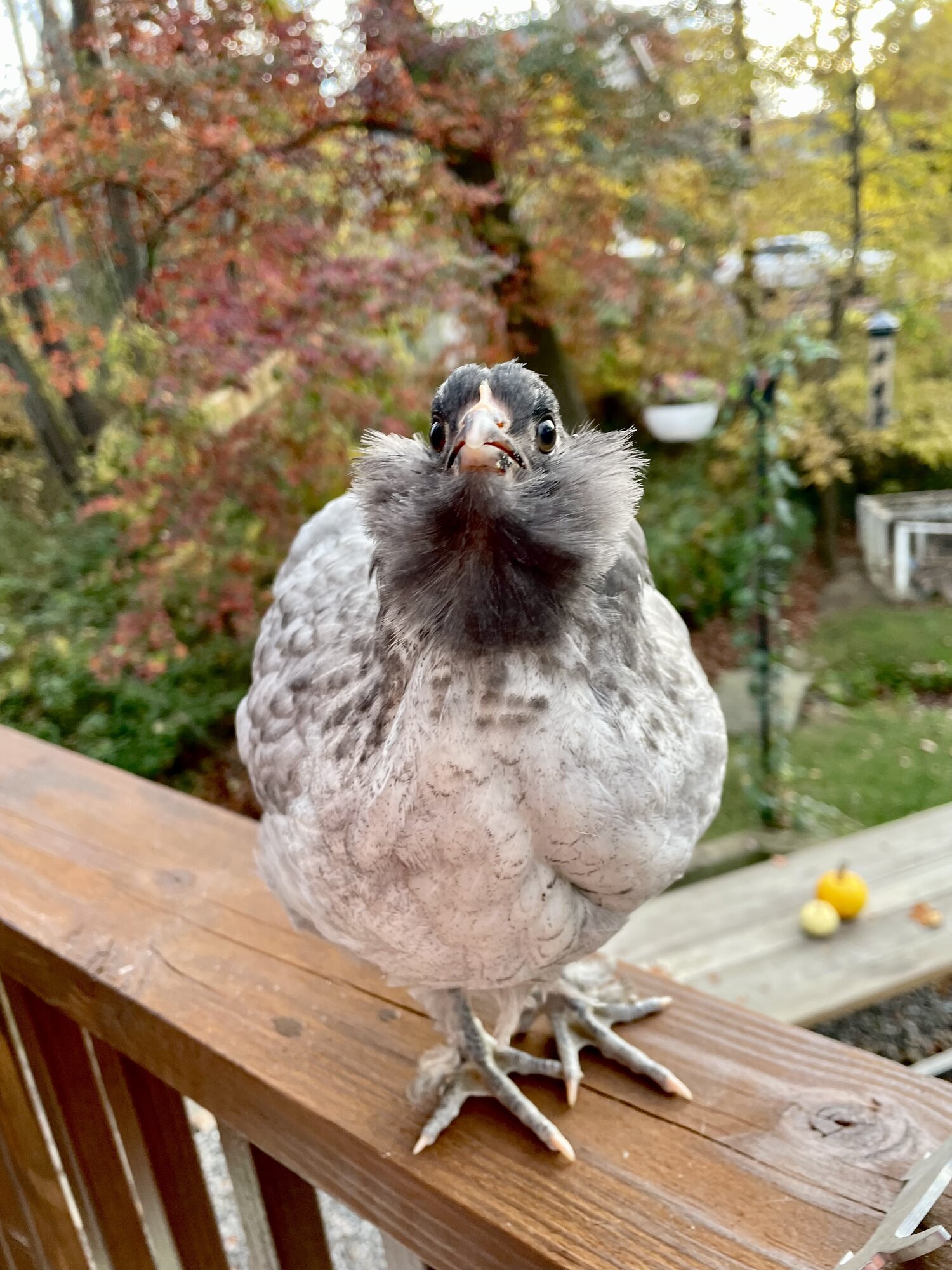 Feathers of Fall Photo Contest 49.jpg