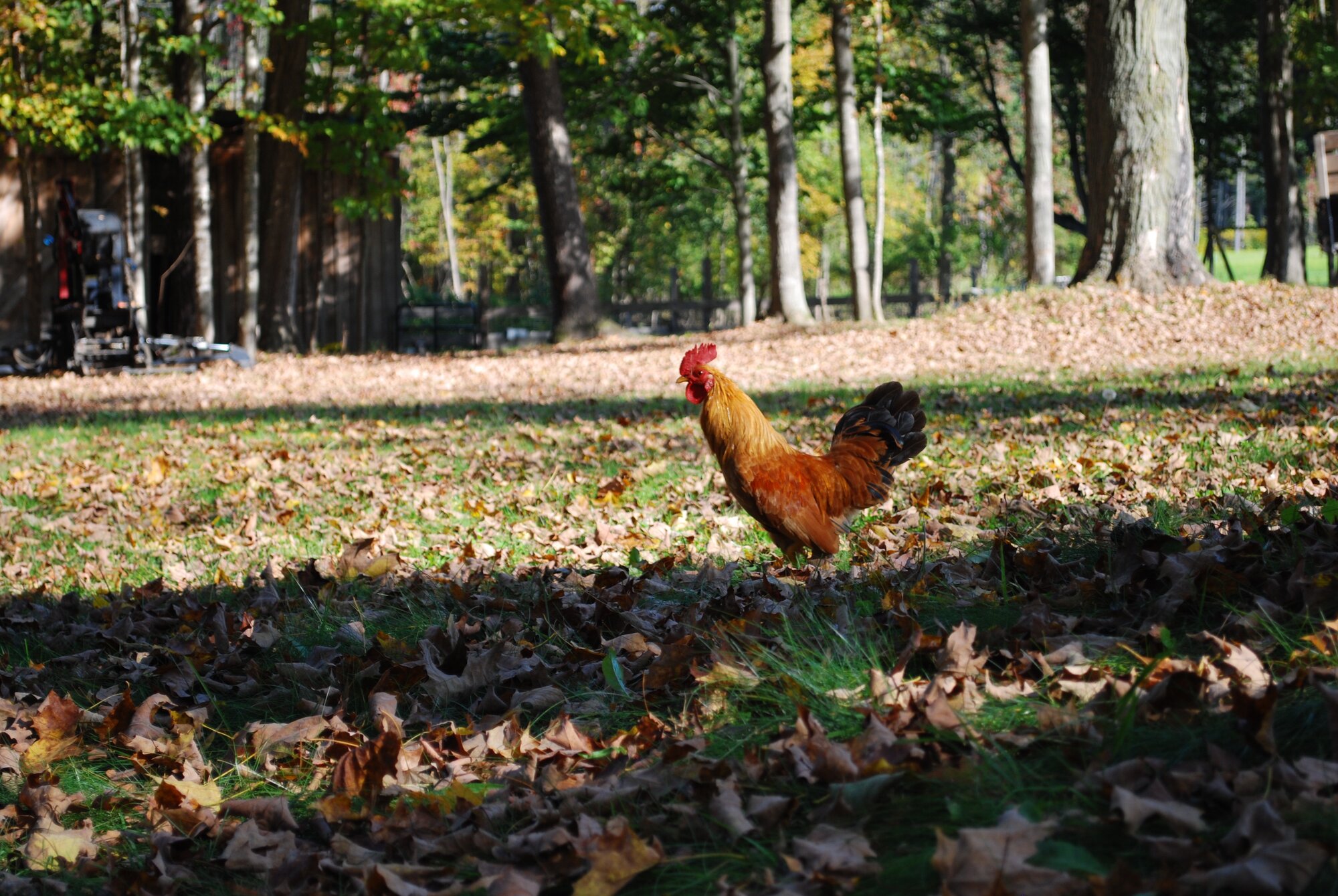 Feathers of Fall Photo Contest 5.jpg