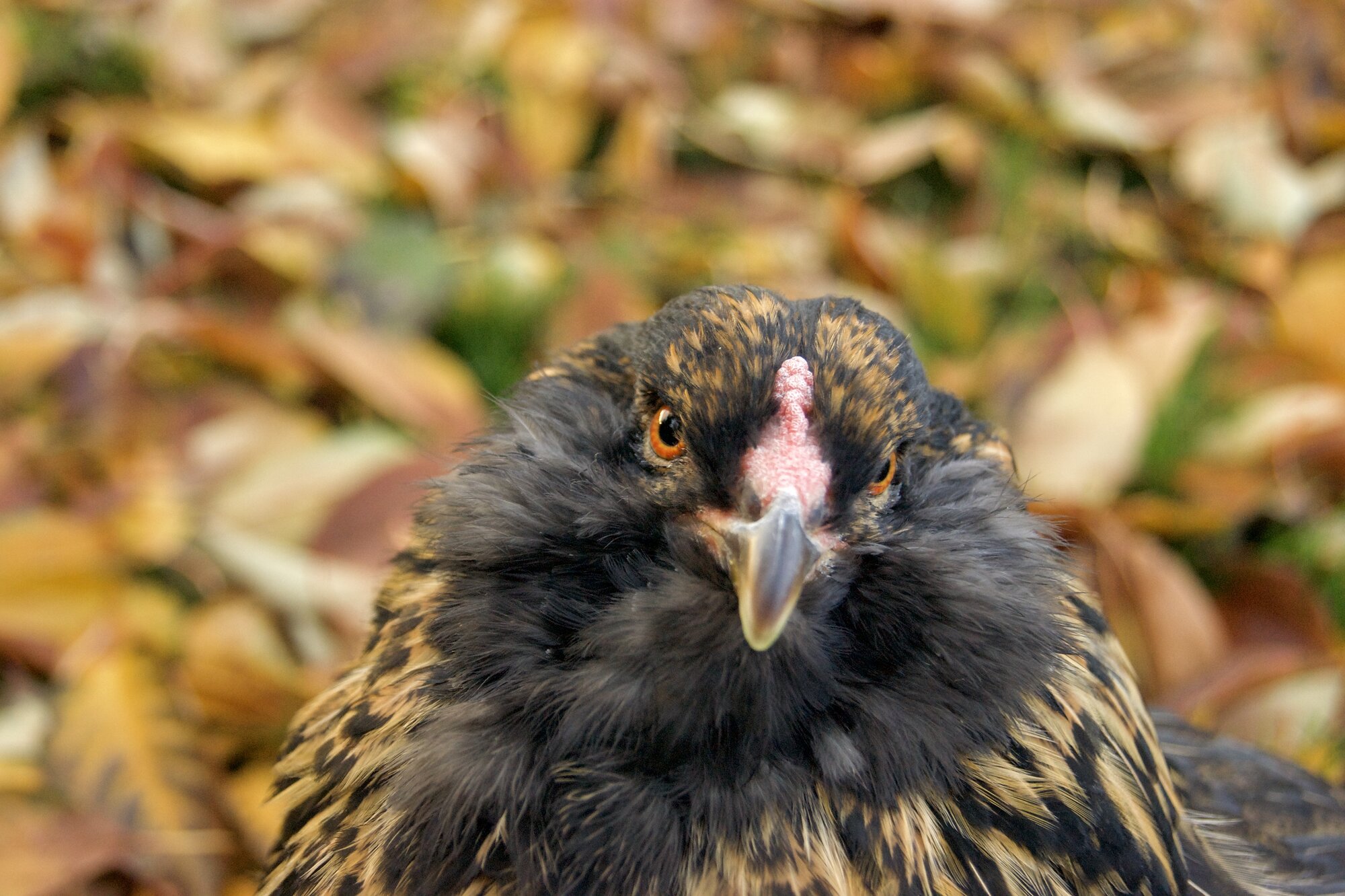 Feathers of Fall Photo Contest 50.jpg