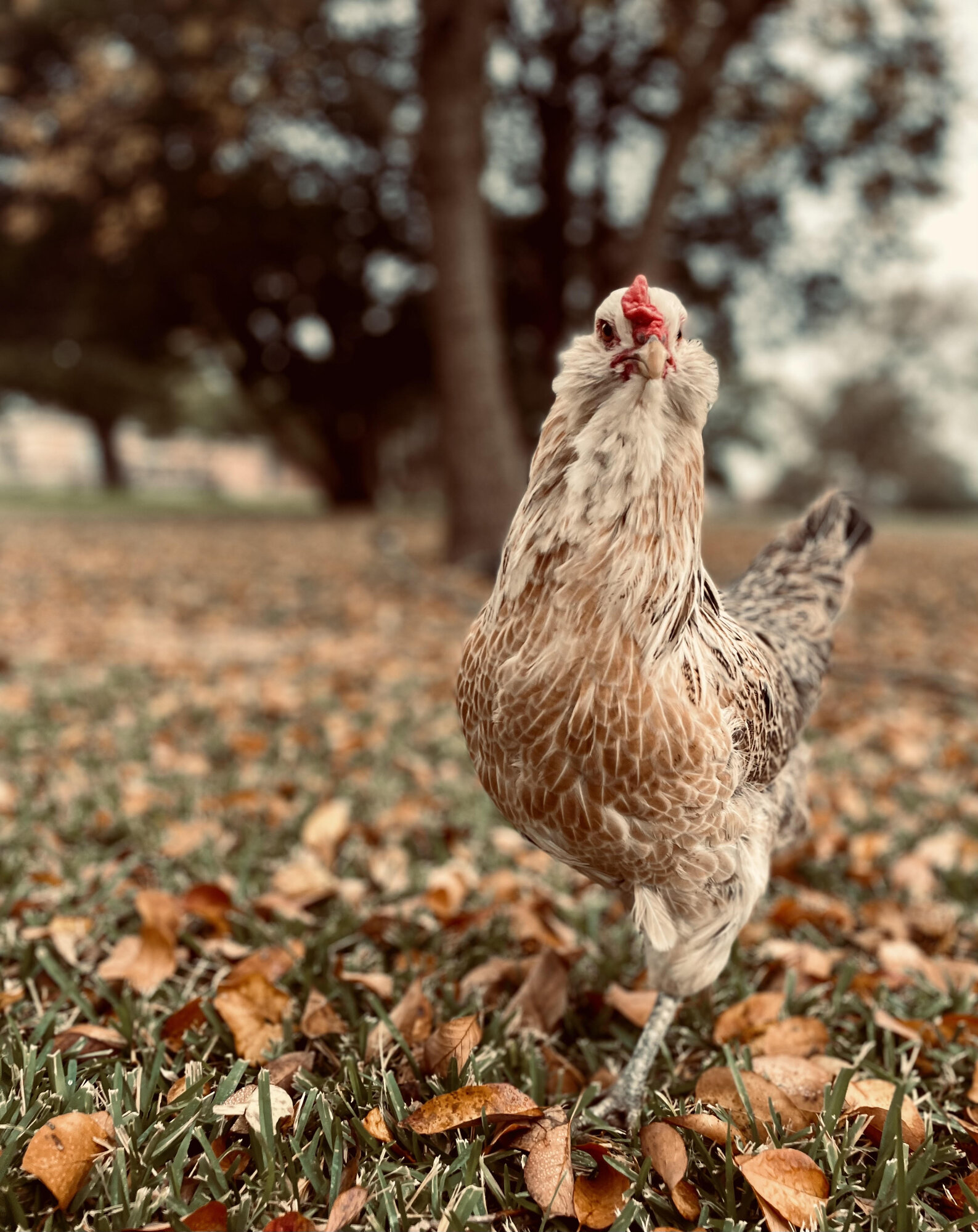 Feathers of Fall Photo Contest 52.jpg