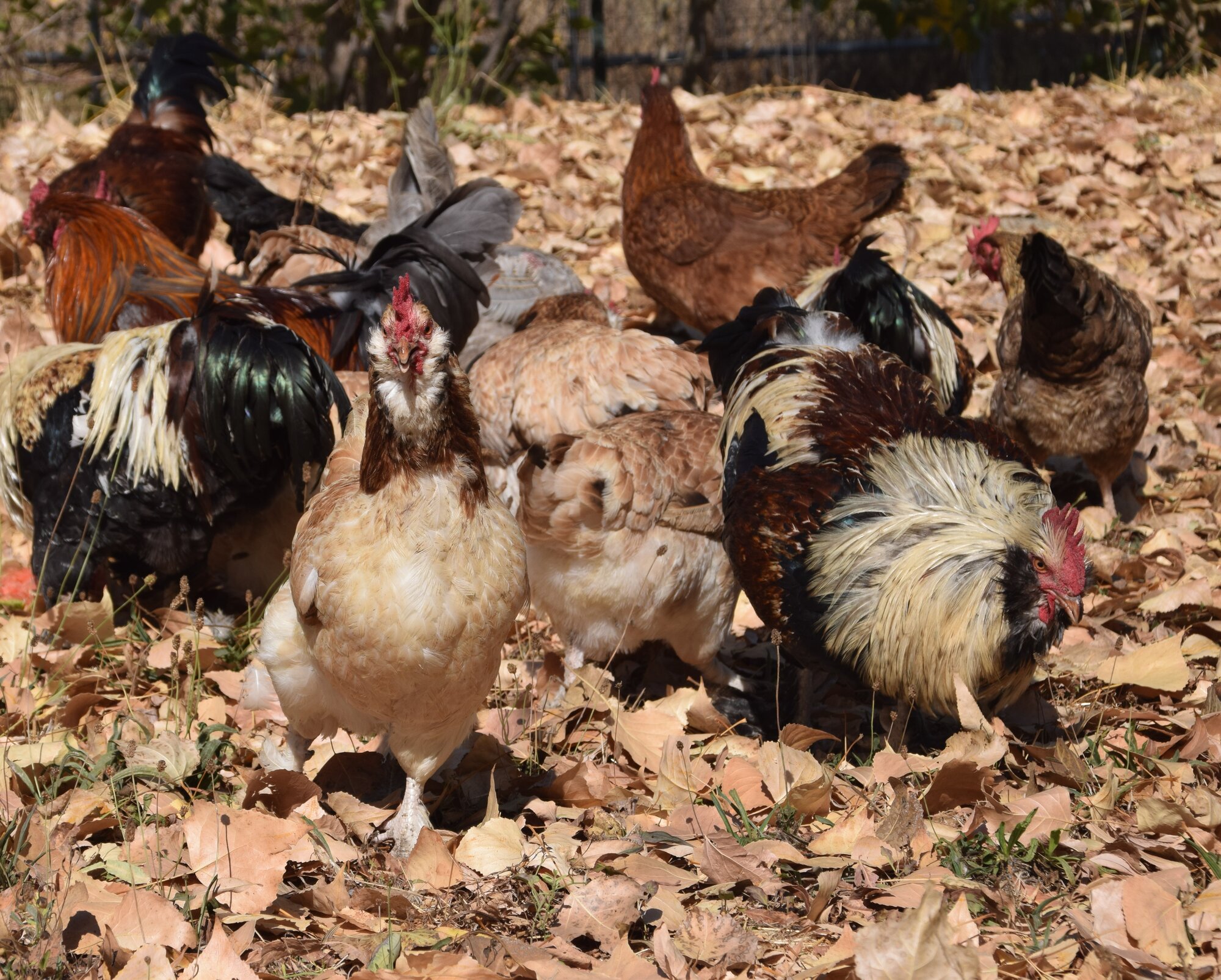 Feathers of Fall Photo Contest 53.jpg