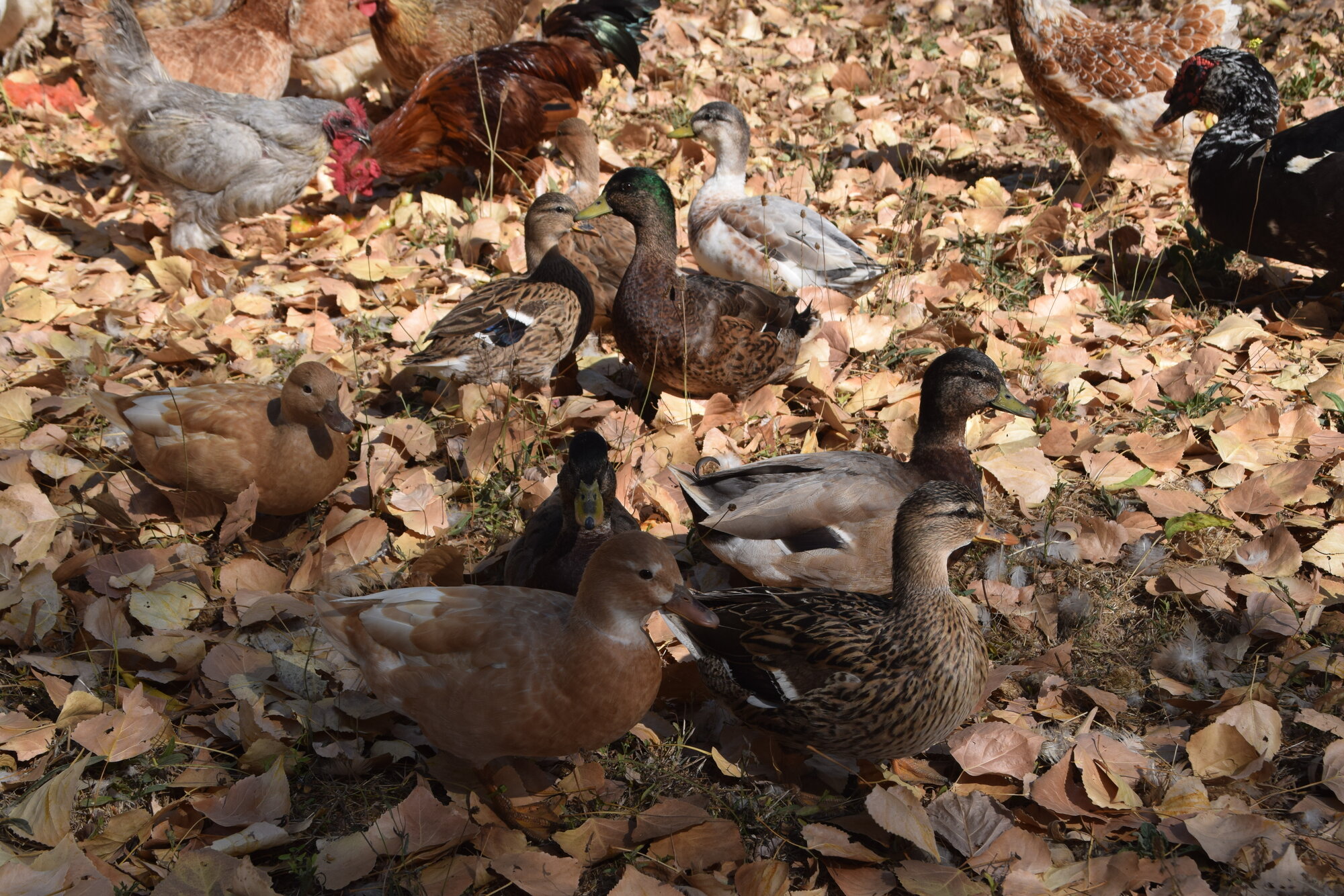 Feathers of Fall Photo Contest 54.jpg