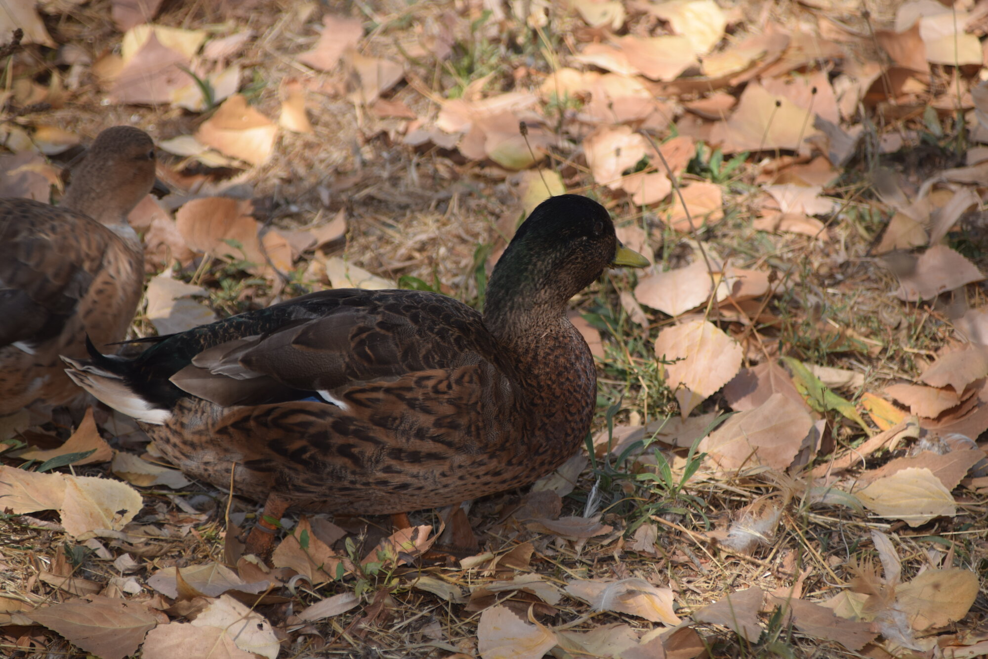 Feathers of Fall Photo Contest 55.jpg