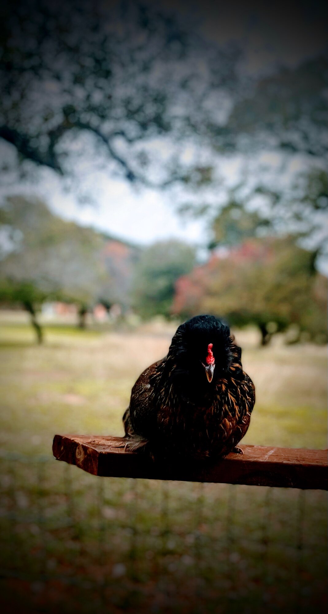 Feathers of Fall Photo Contest 58.jpg