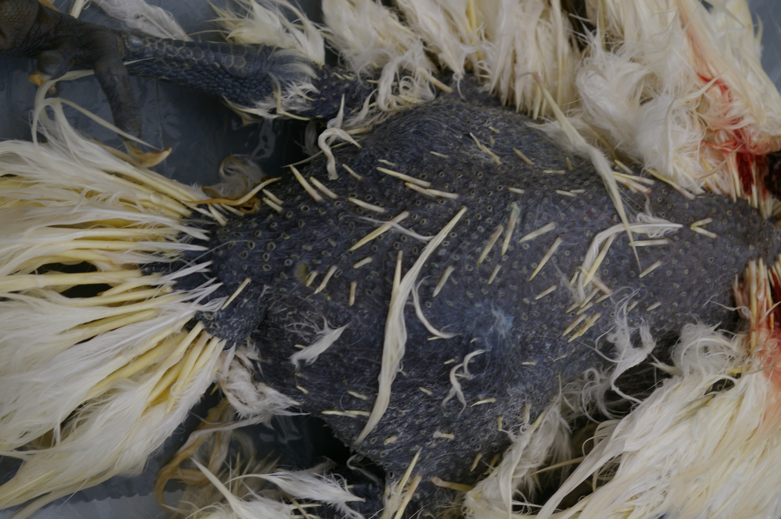 Feathers on back removed, I wanted to see the hip joints, as left leg lameness was an issue