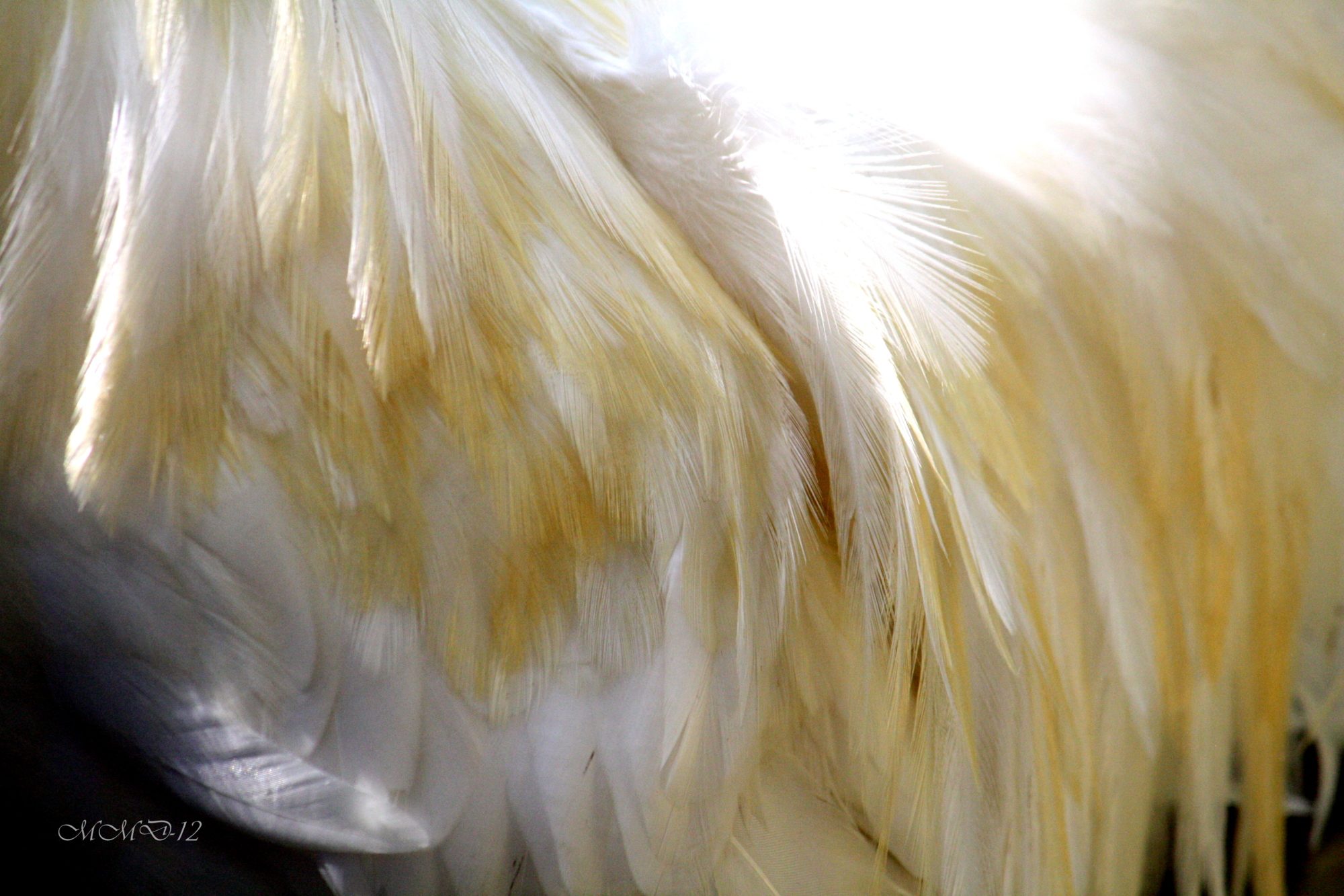 Feathers on Skittery, a bantam Cochin roo.