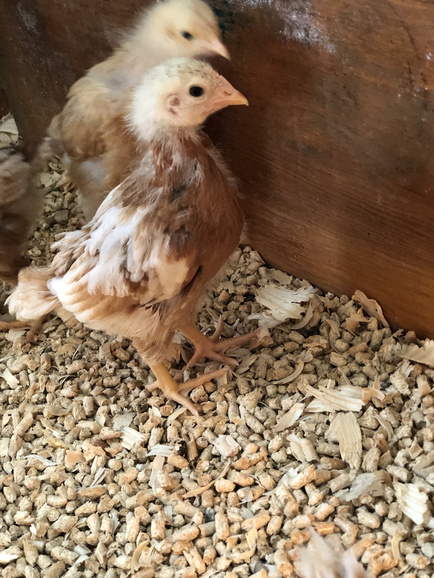 Feathers starting to come in better