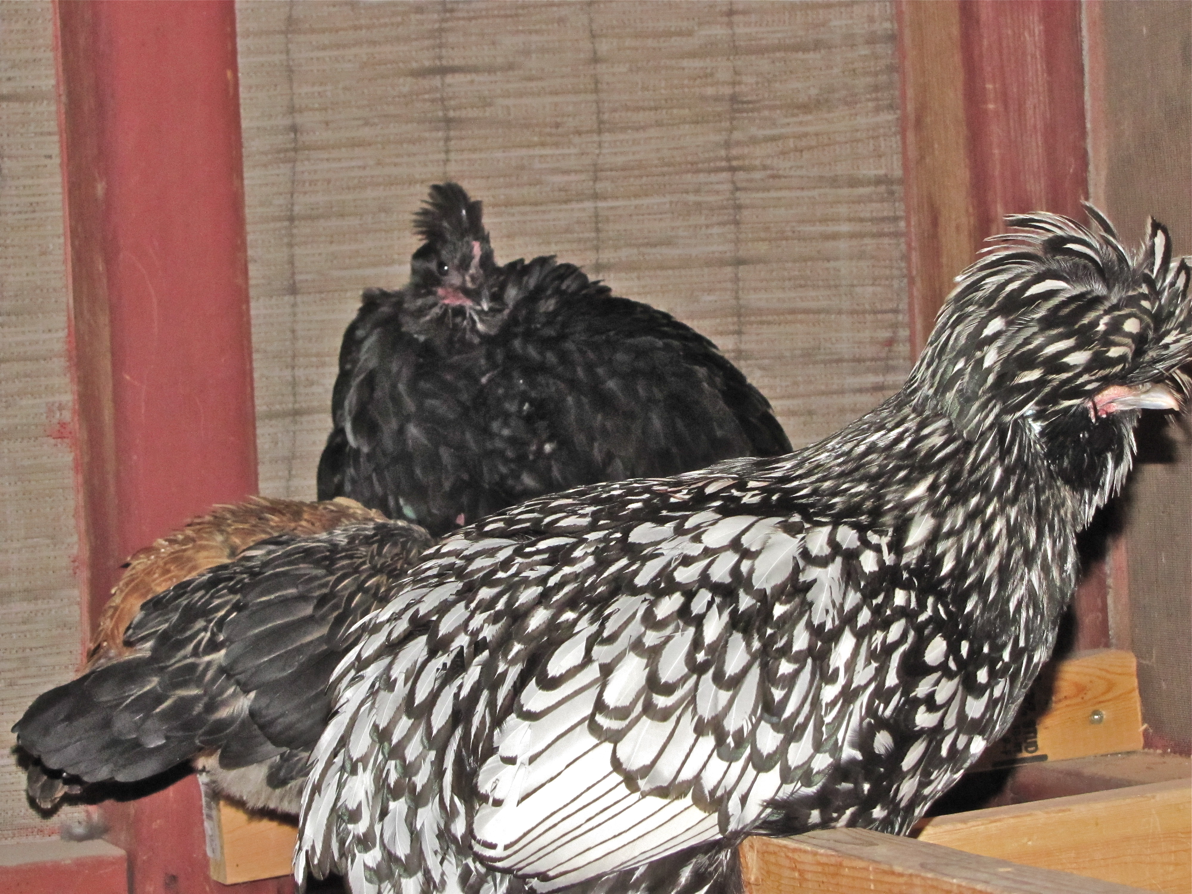 Feathers to be included in 2014 breeding
