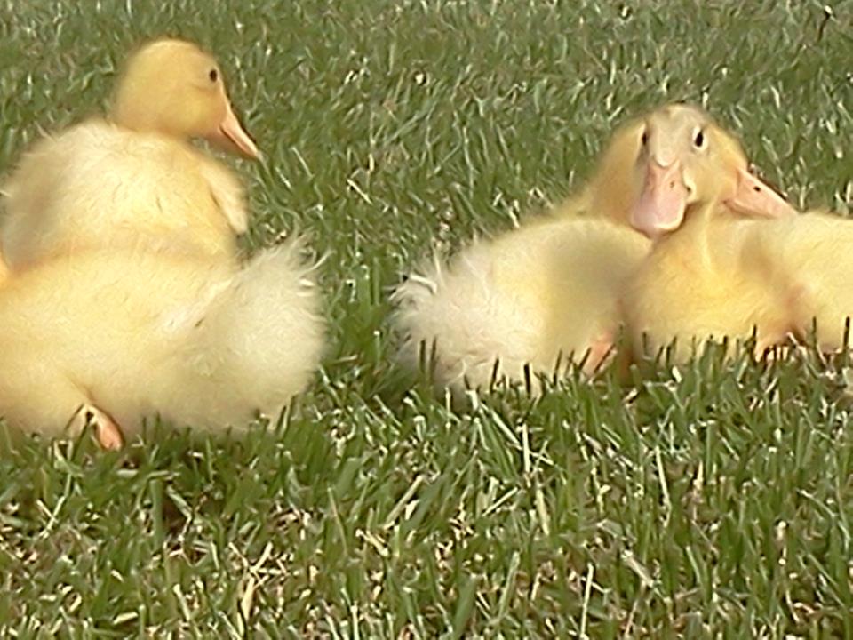 Feathery butts