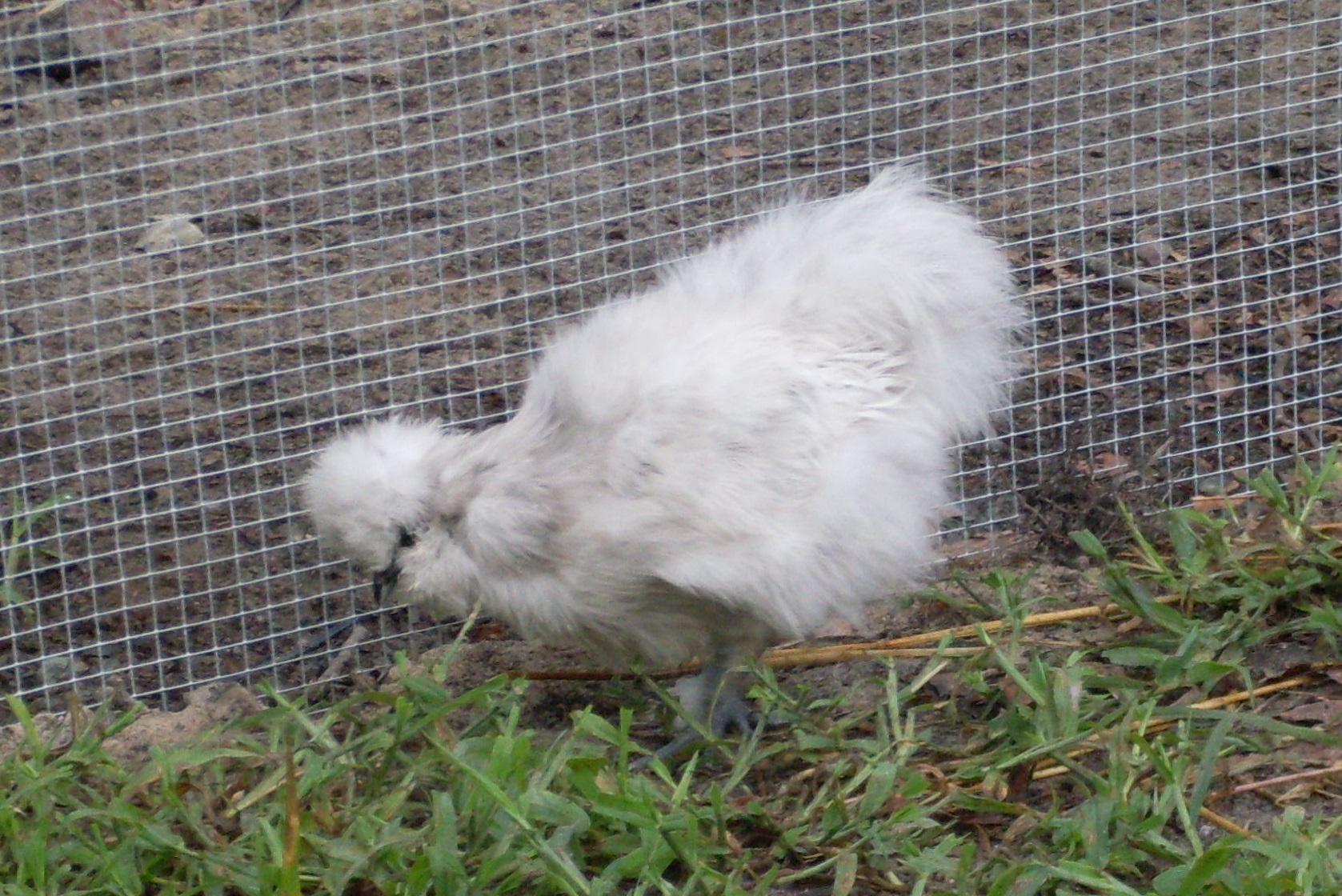 Featured birds:
Chickens: Mags