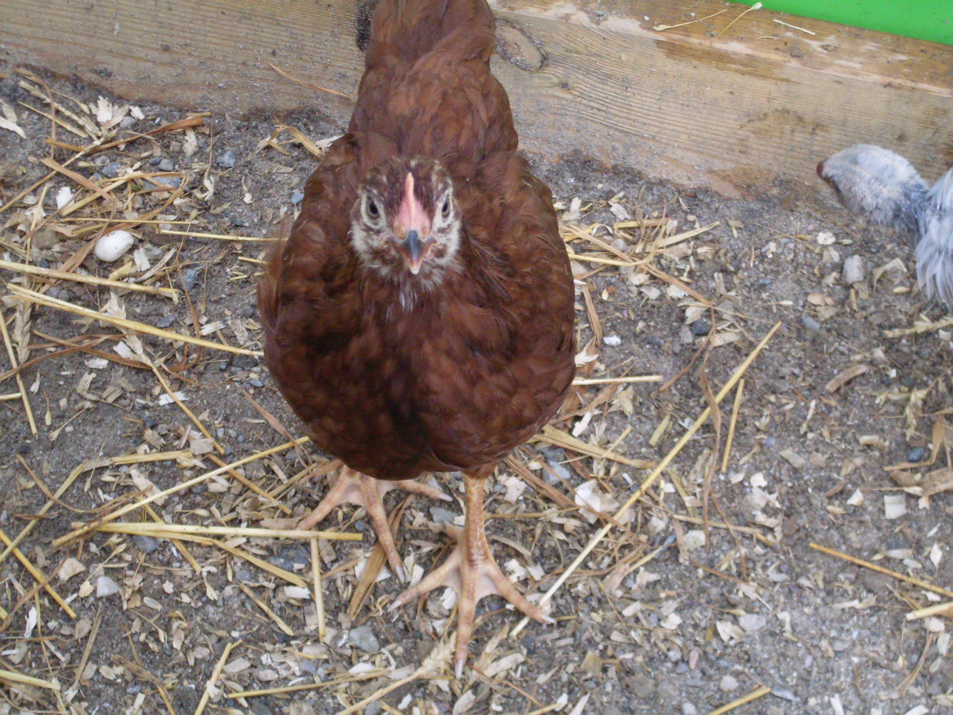 Featured birds:
Chickens: Murphy