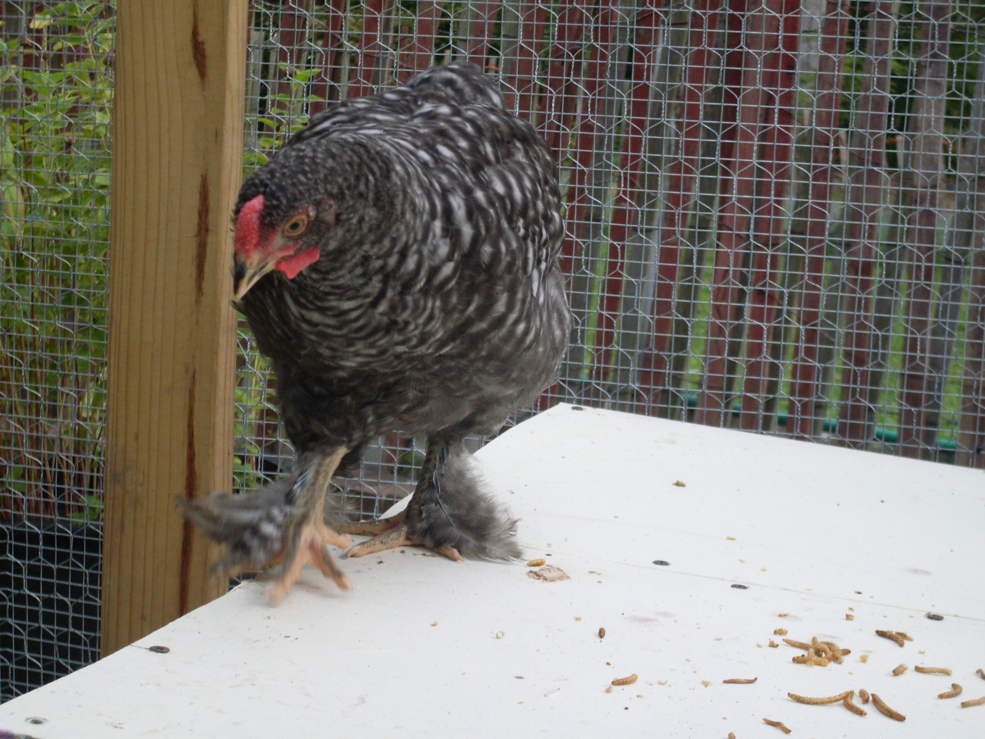 Featured birds:
Chickens: Zoey