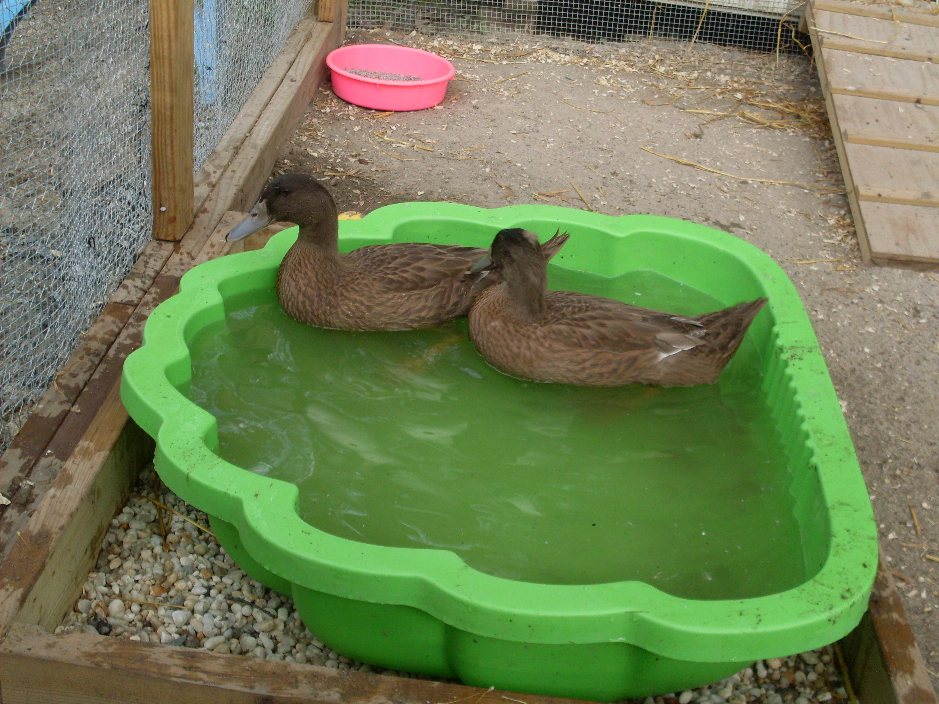 Featured birds:
Ducks: Sam and Dean