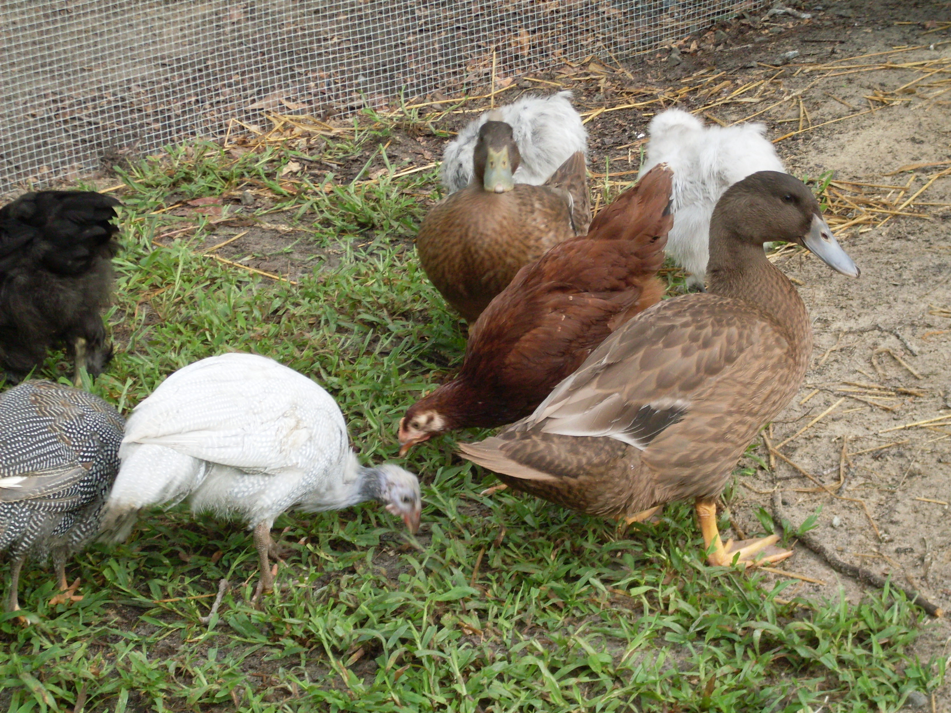 Featured birds:
Guineas: Spaz and Violet
Chickens:  Mags, Mo, Zhelly, Murphy
Ducks: Sam and Dean