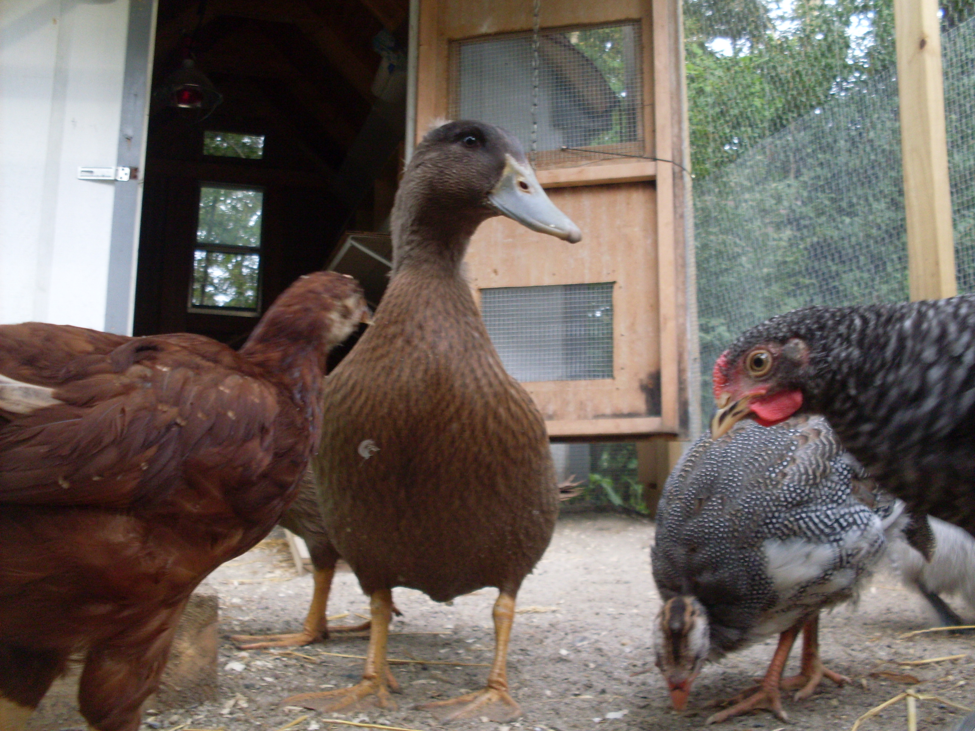 Featured birds:

Guineas: Spaz

Ducks: Sam

Chickens: Punch, Zoey