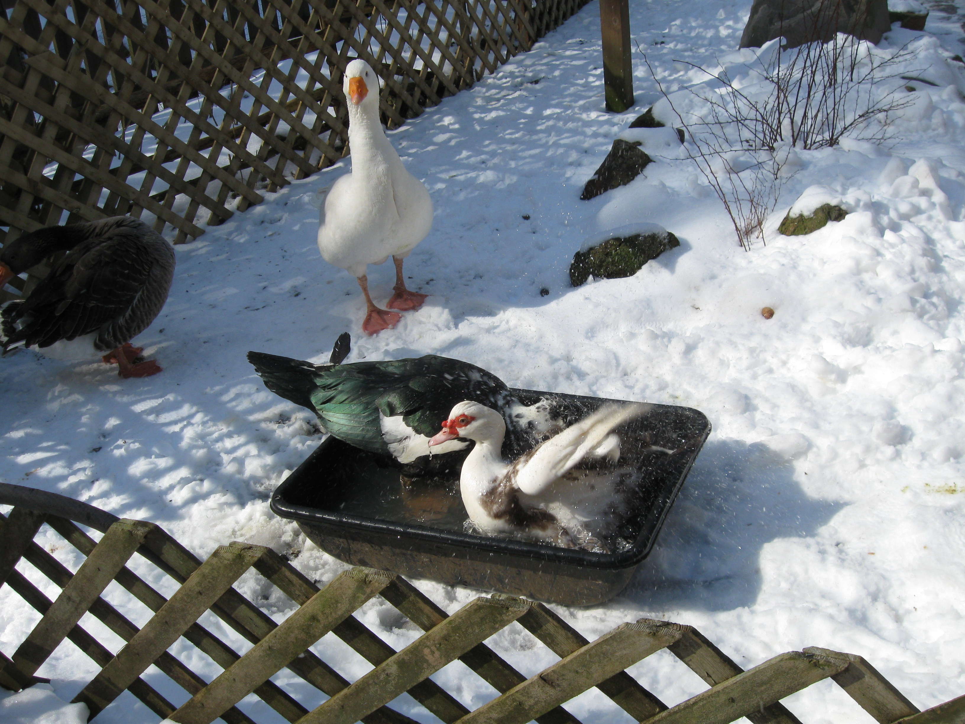 Feb 1 2014  Opie and Joy