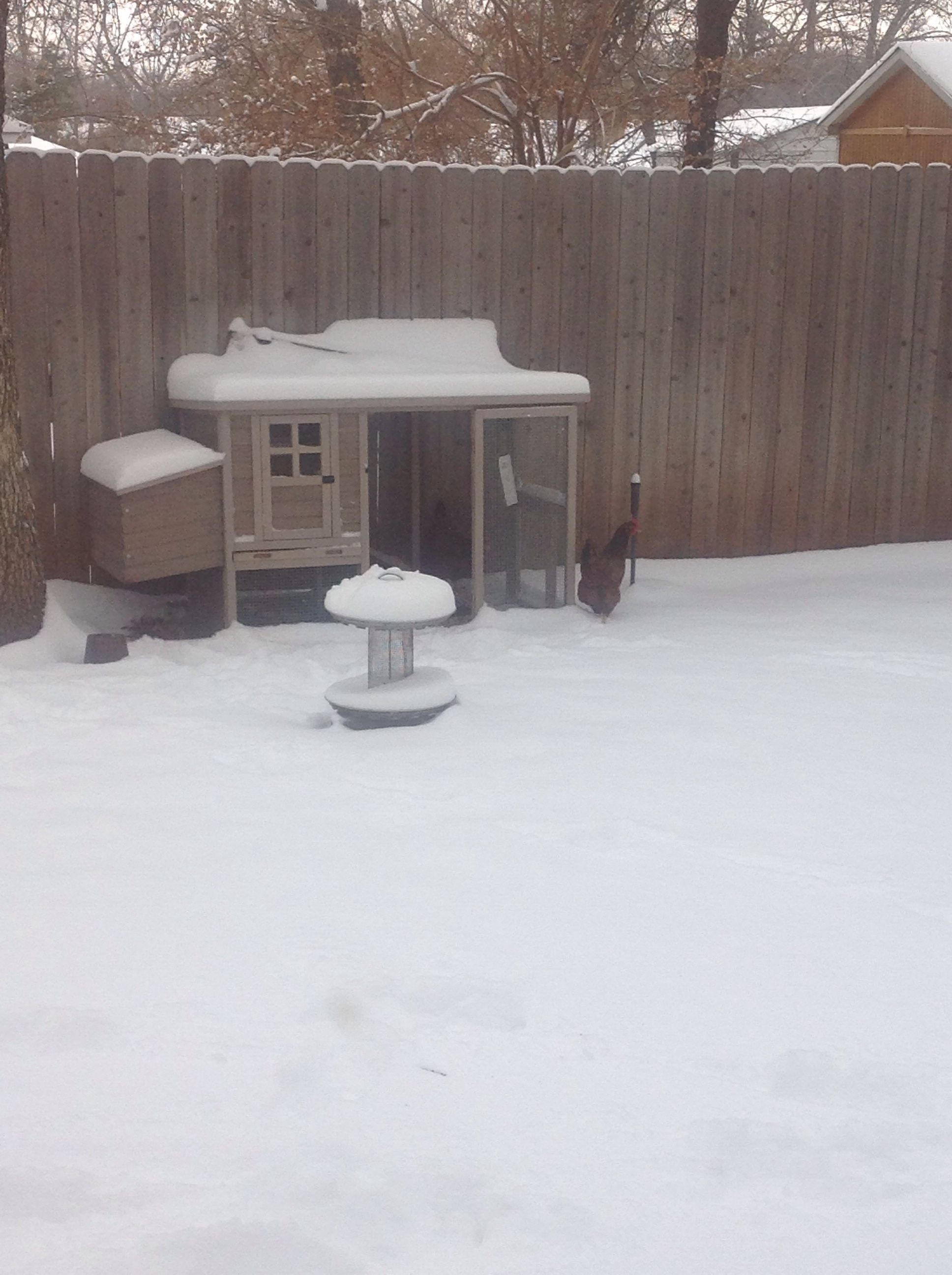 Feb 2nd, finally out of the coop.