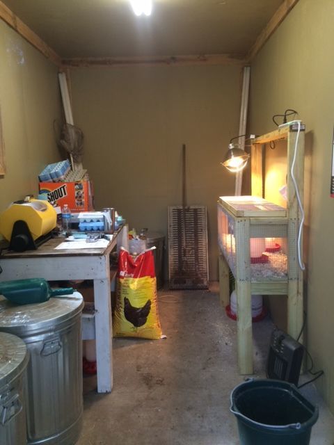 Feed room with incubator and chick box with heat lamp