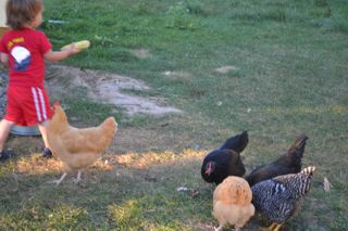 Feeding the chickens some corn on the cob.