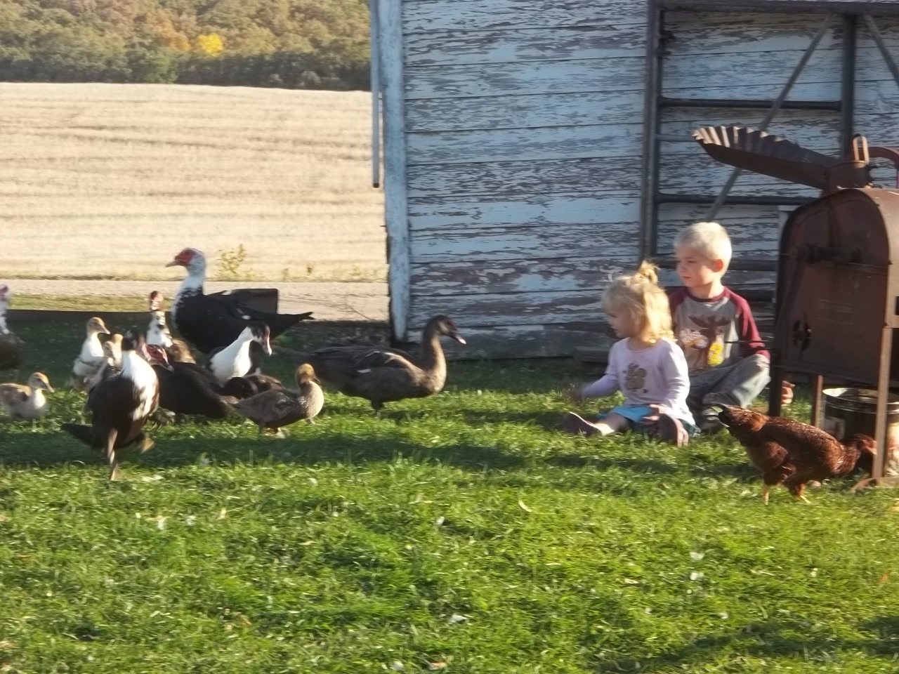 Feeding the ducks and chickens after the hard work of shelling