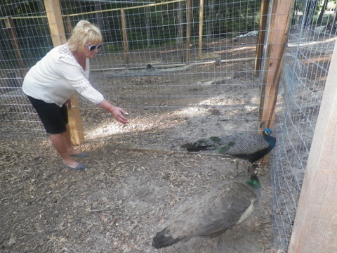 Feeding the peas