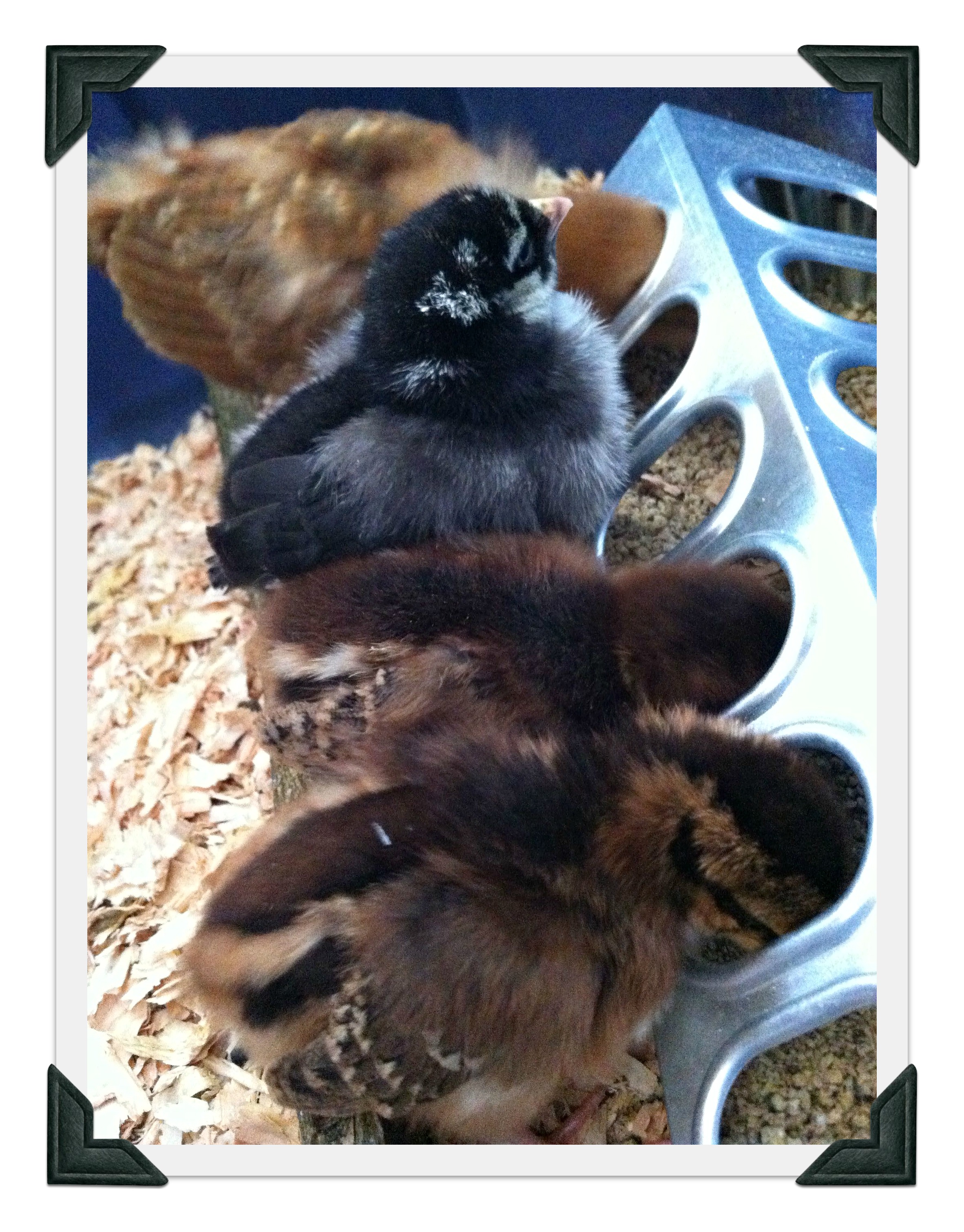 Feeding Time!
