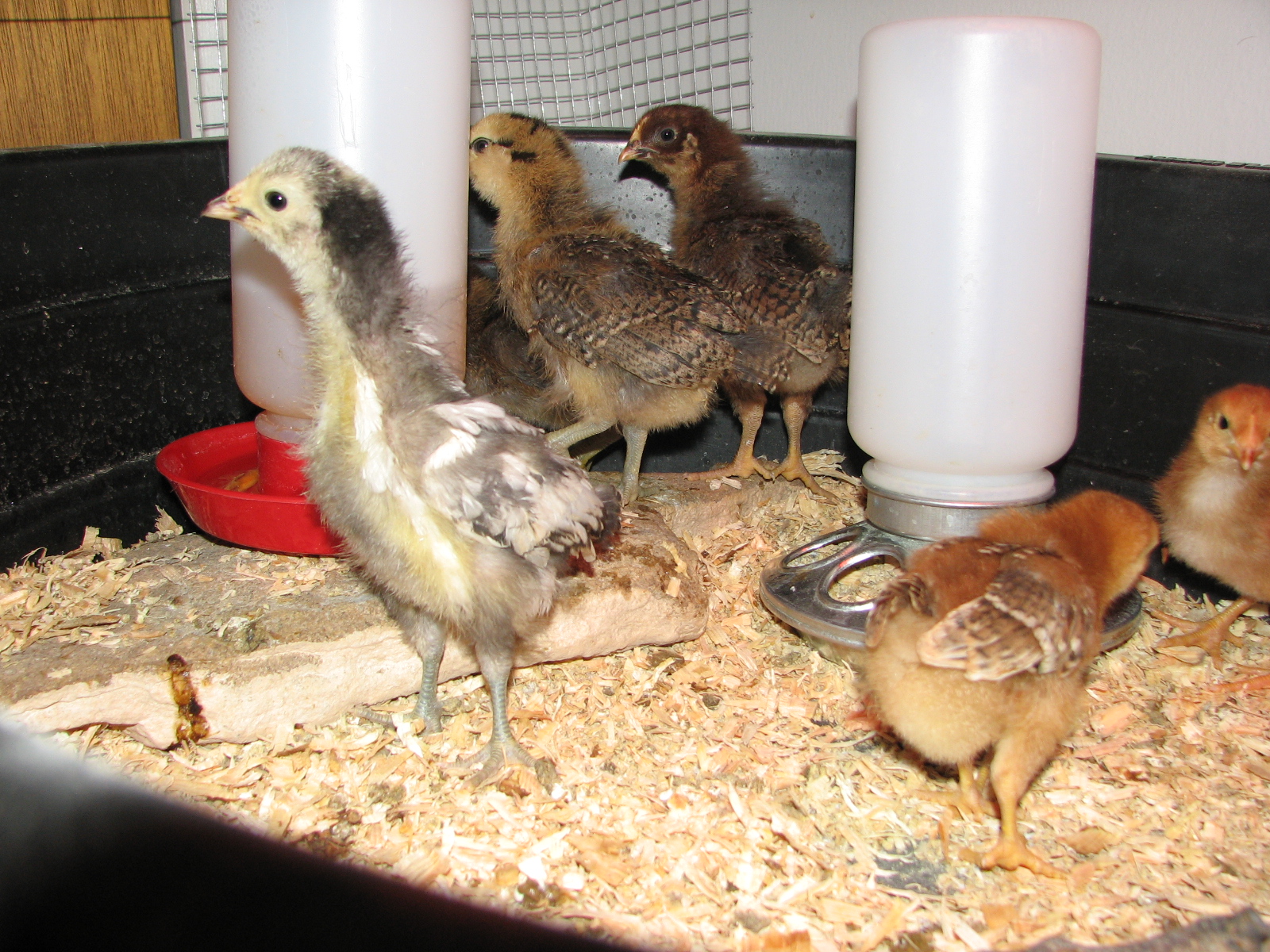 Feeding time.