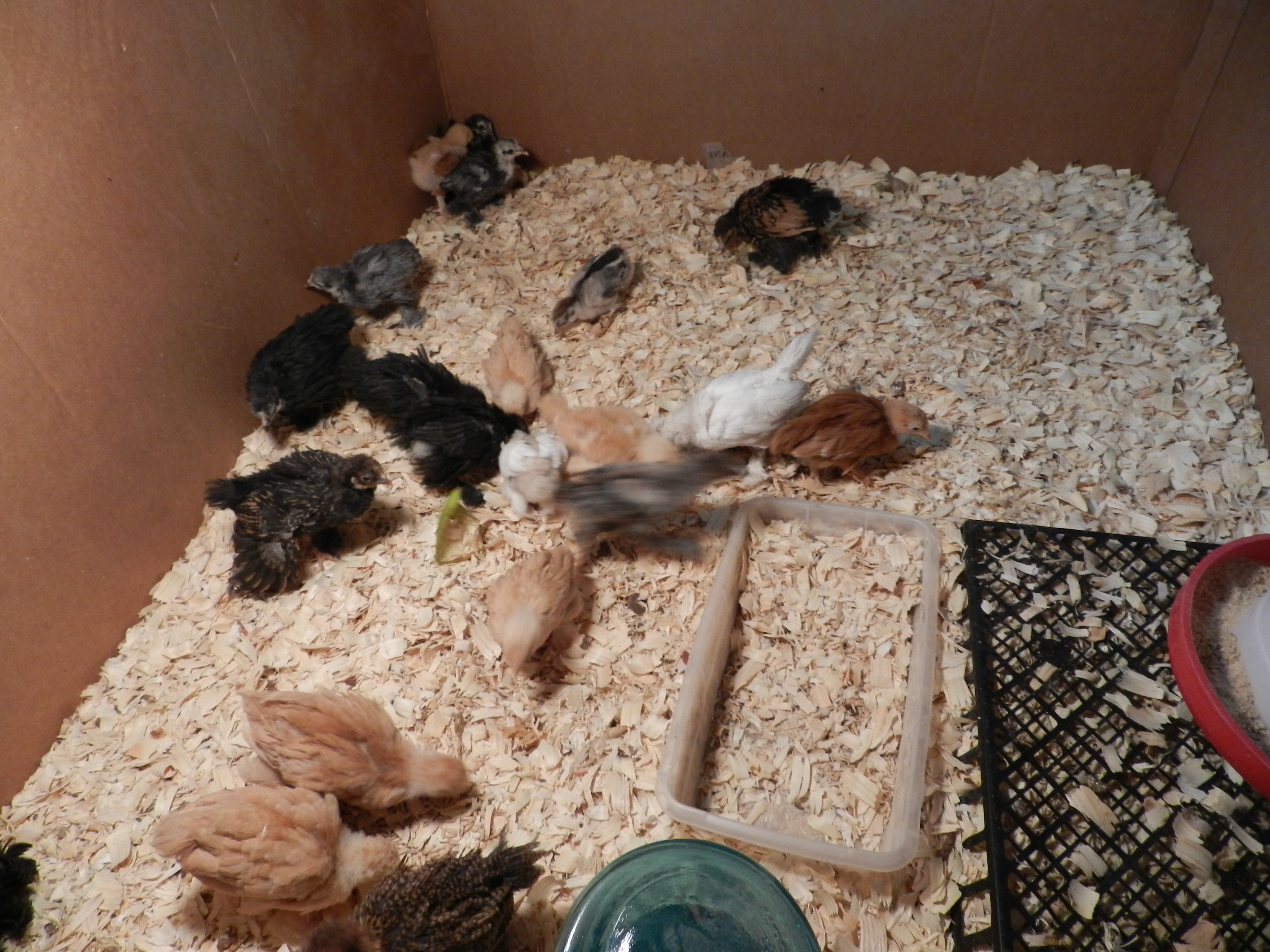 Feeling/ eating the oats