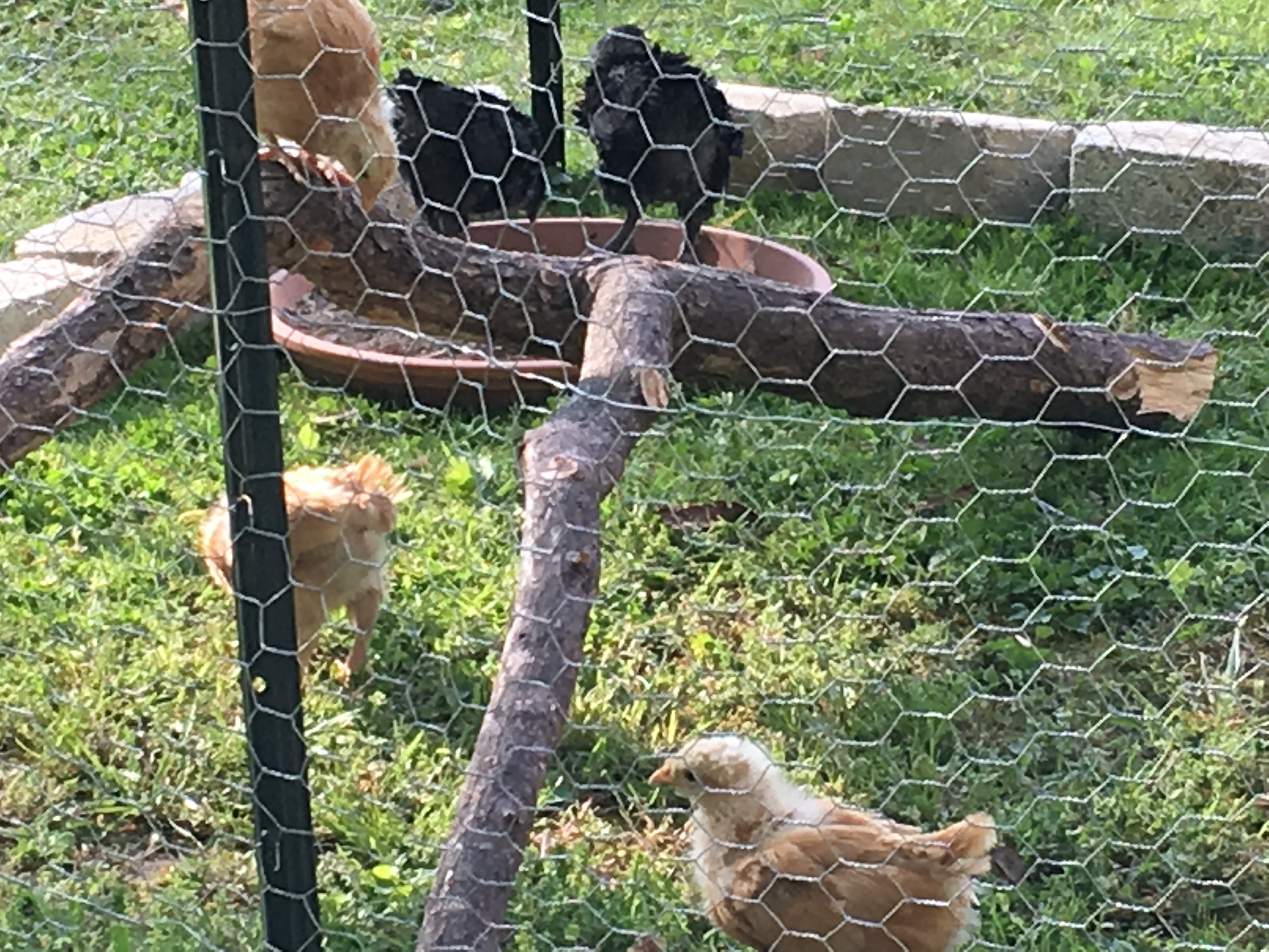 Feeling right at home in their temporary run.