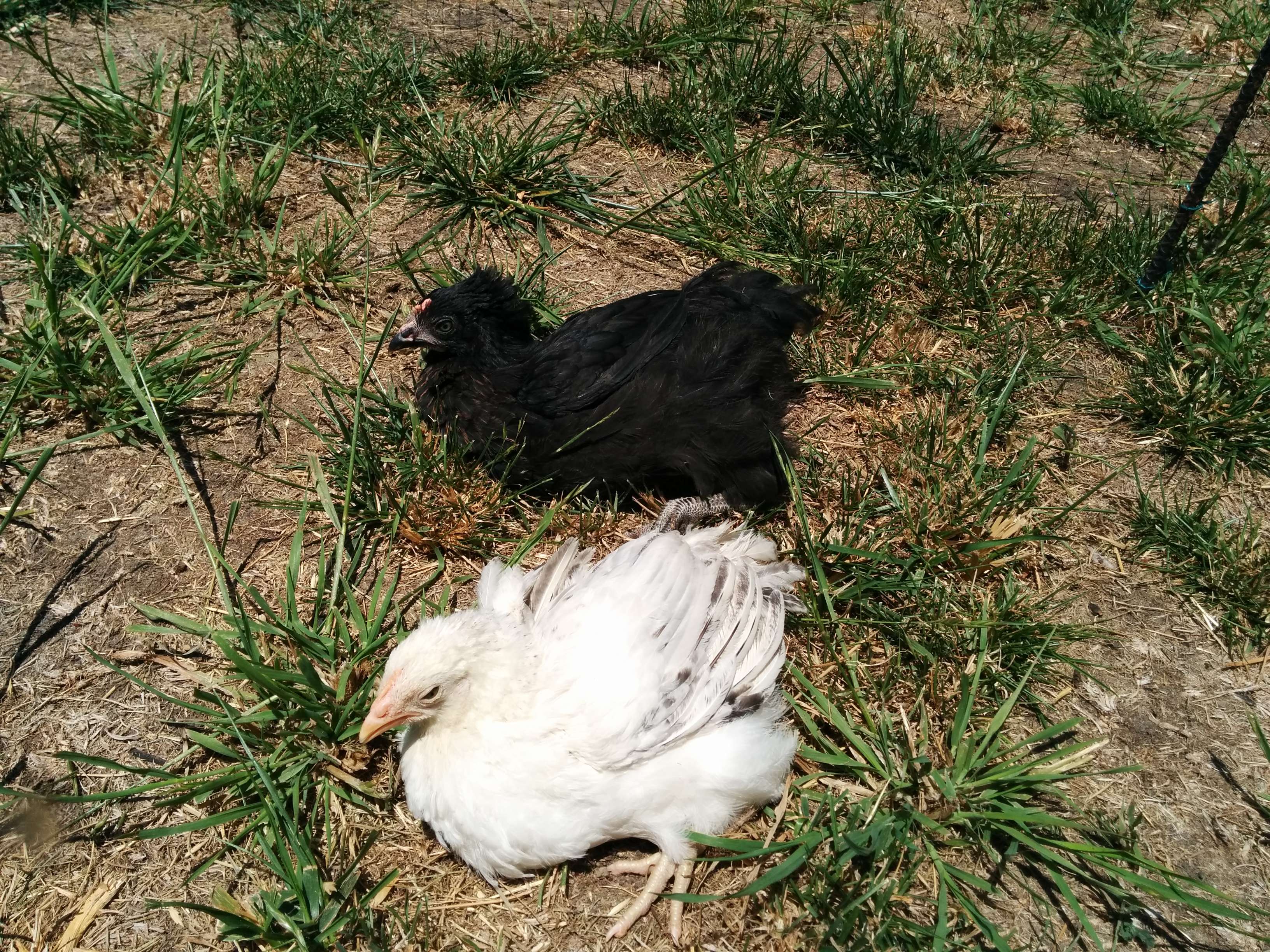 Feeling the sun for the first time.