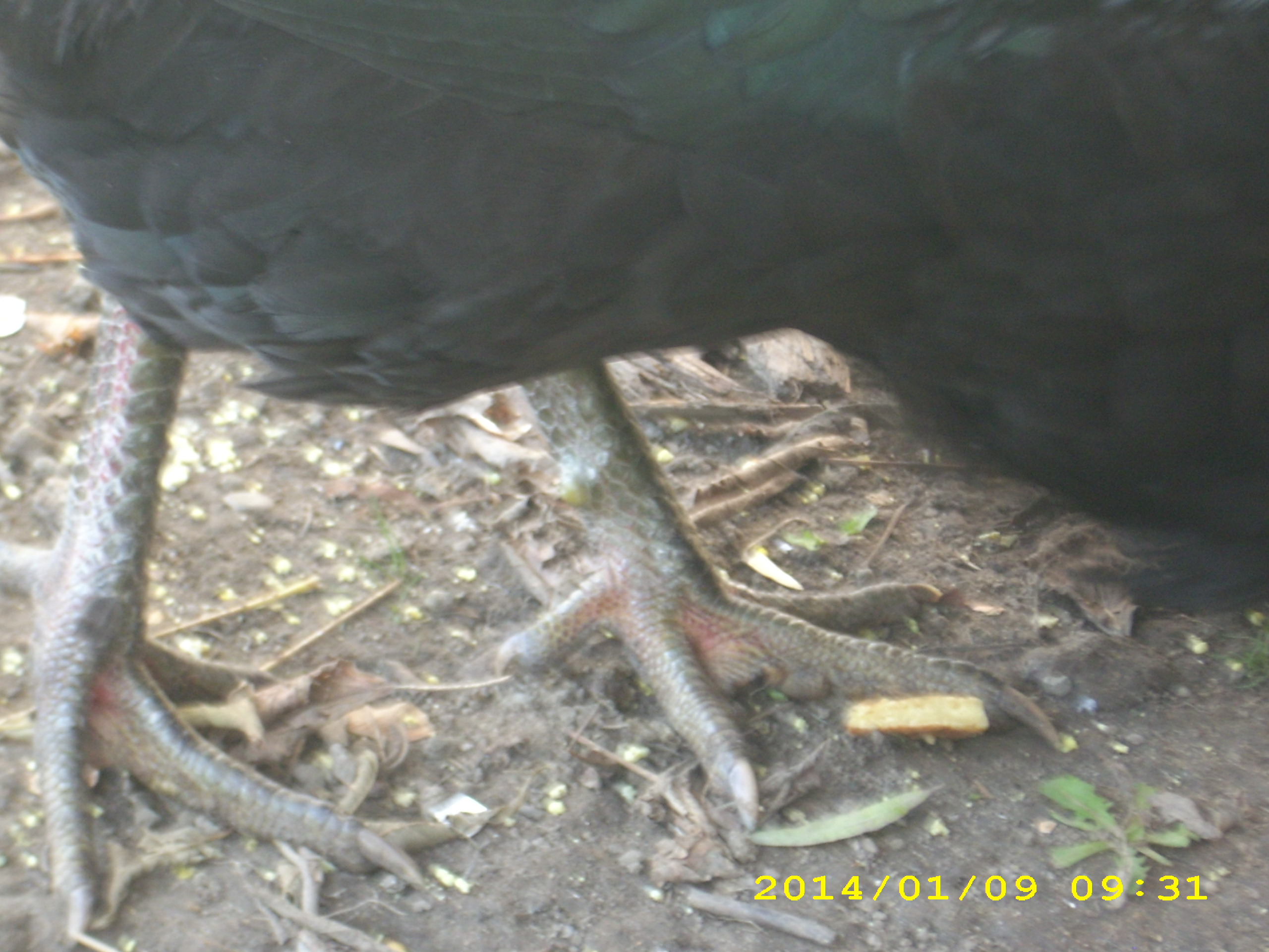 feet look orange-ish not yellow though.