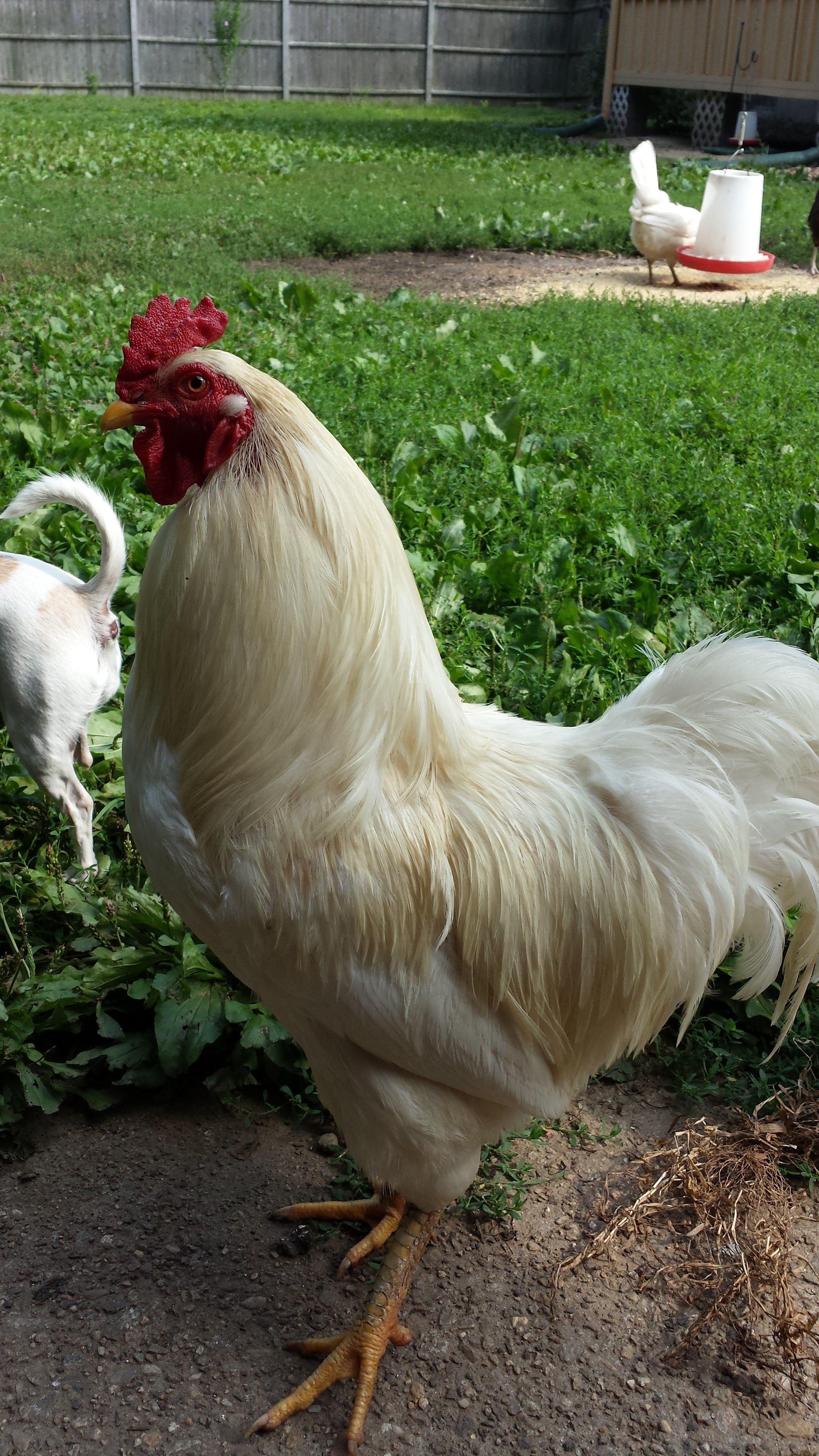 Fefo, king of the kingdom, very handsome and gentle on the hens.