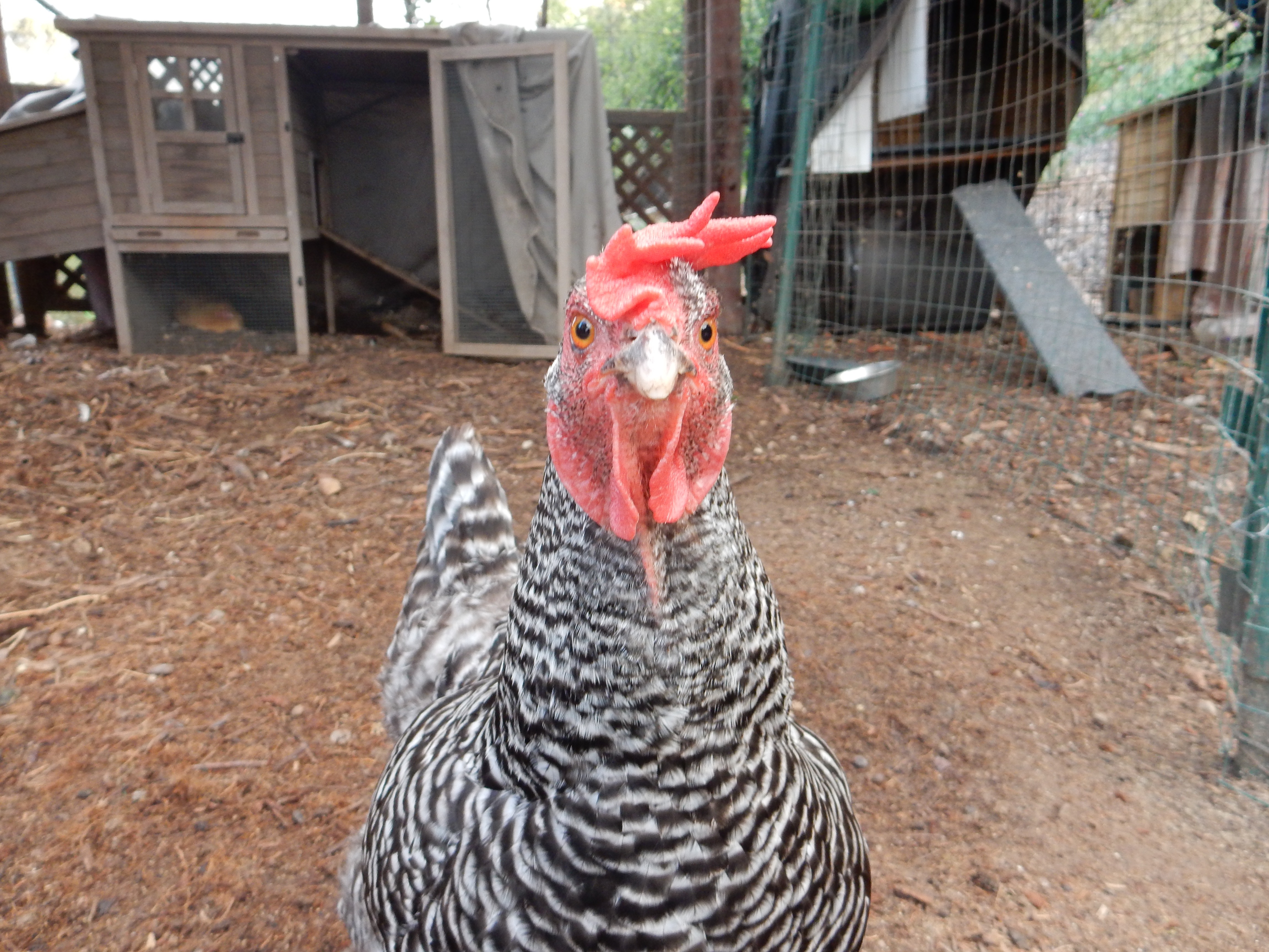 feisty, our Barred Rock hen