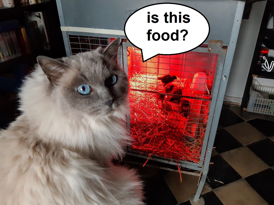 feline reception