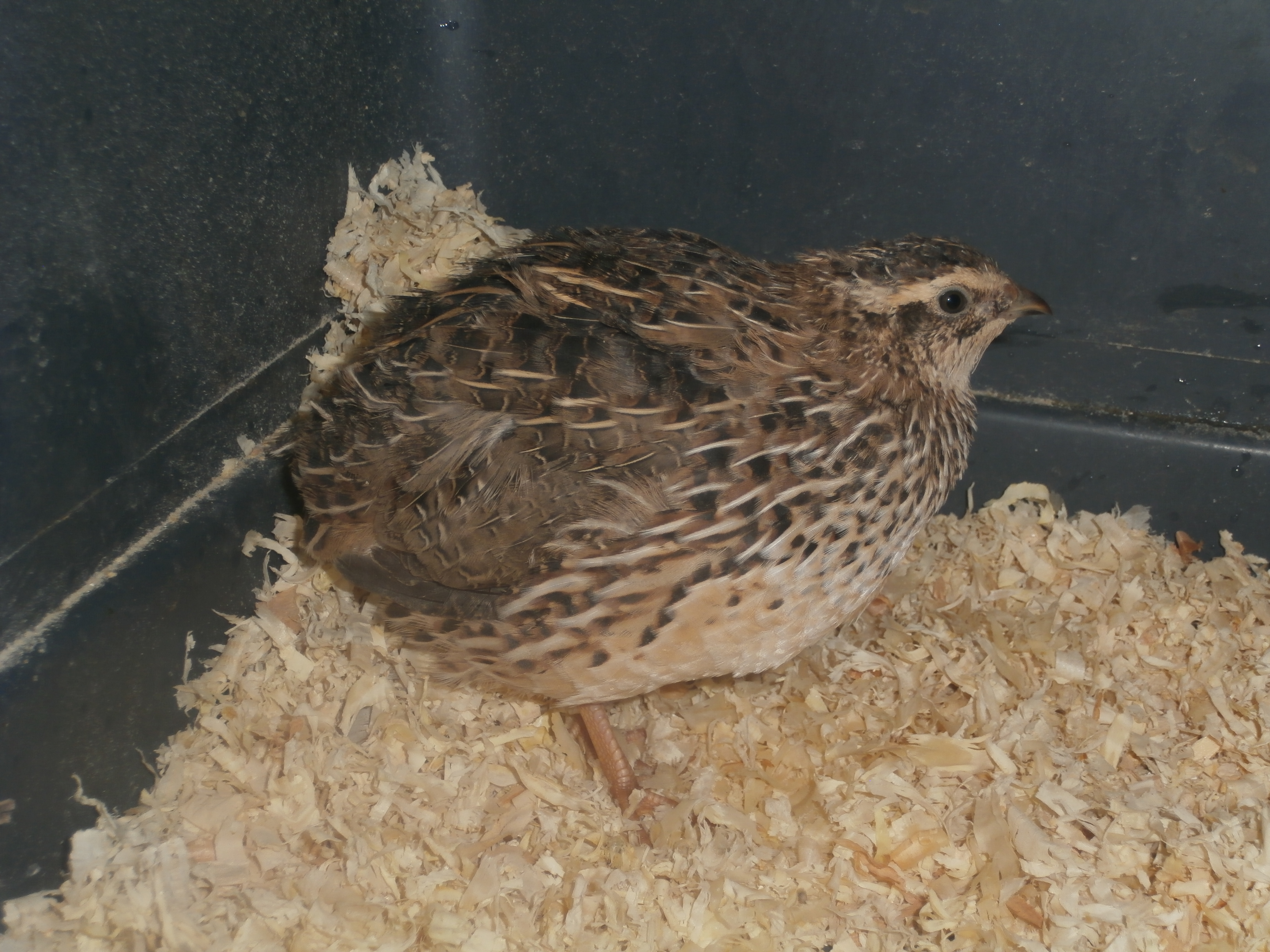Female coturnix quail