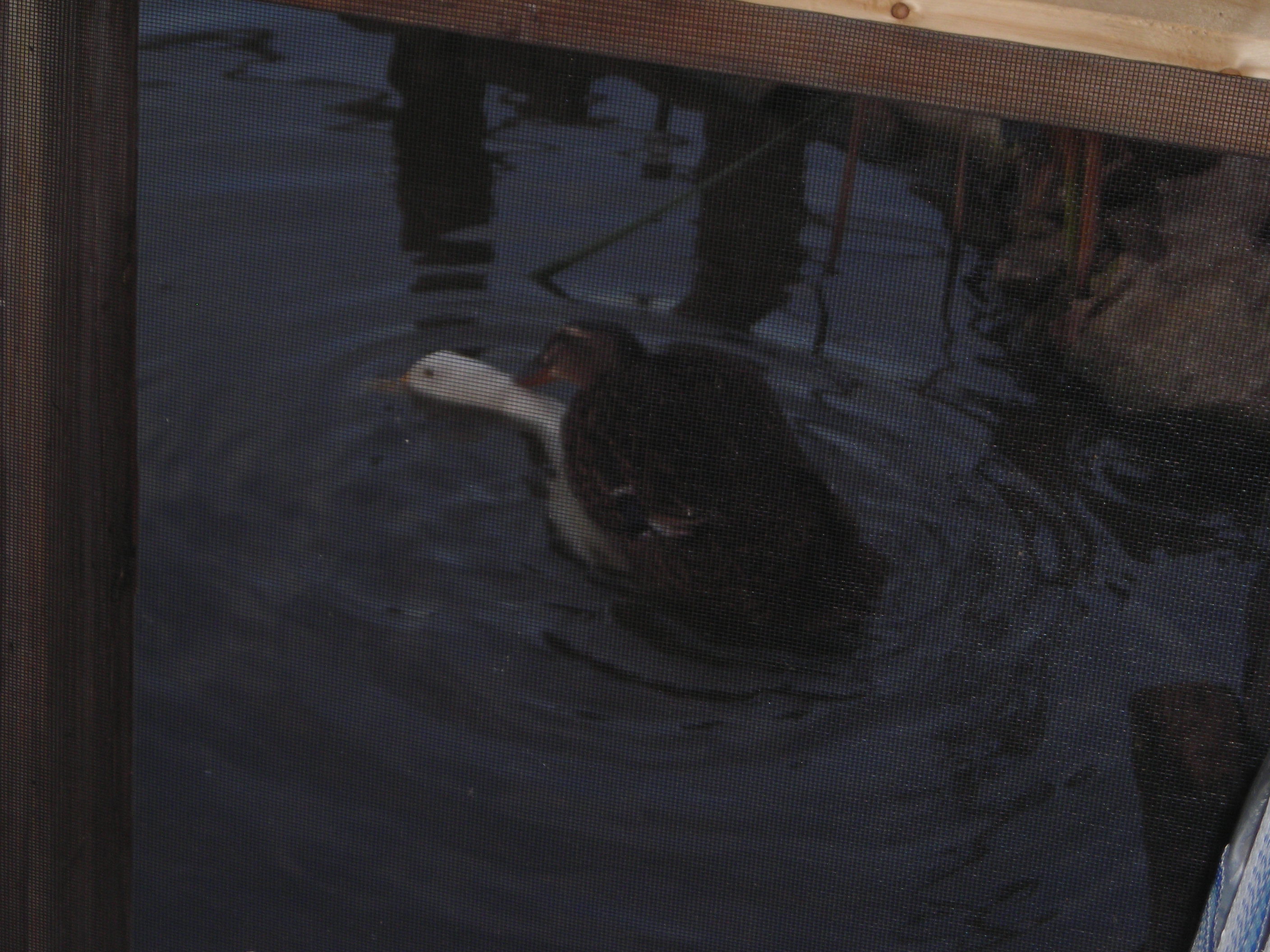 Female ducks mating.,