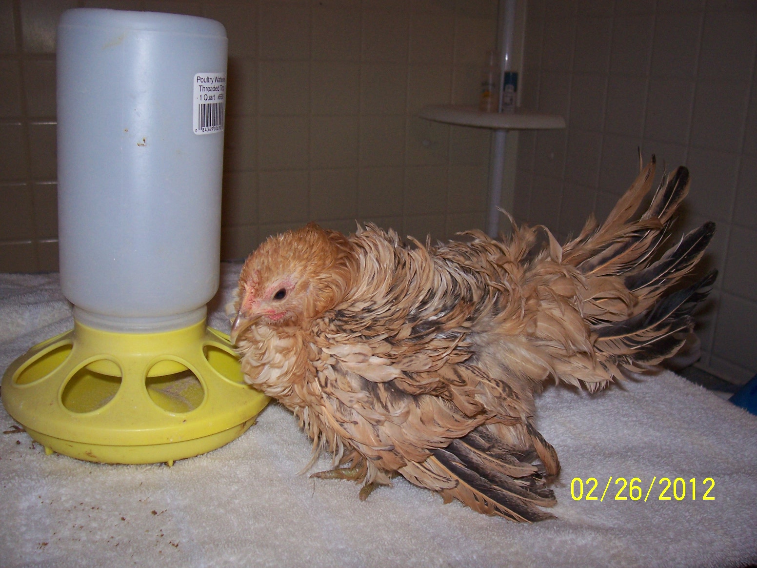 Female frizzled hatched 11.12.11, buff black
