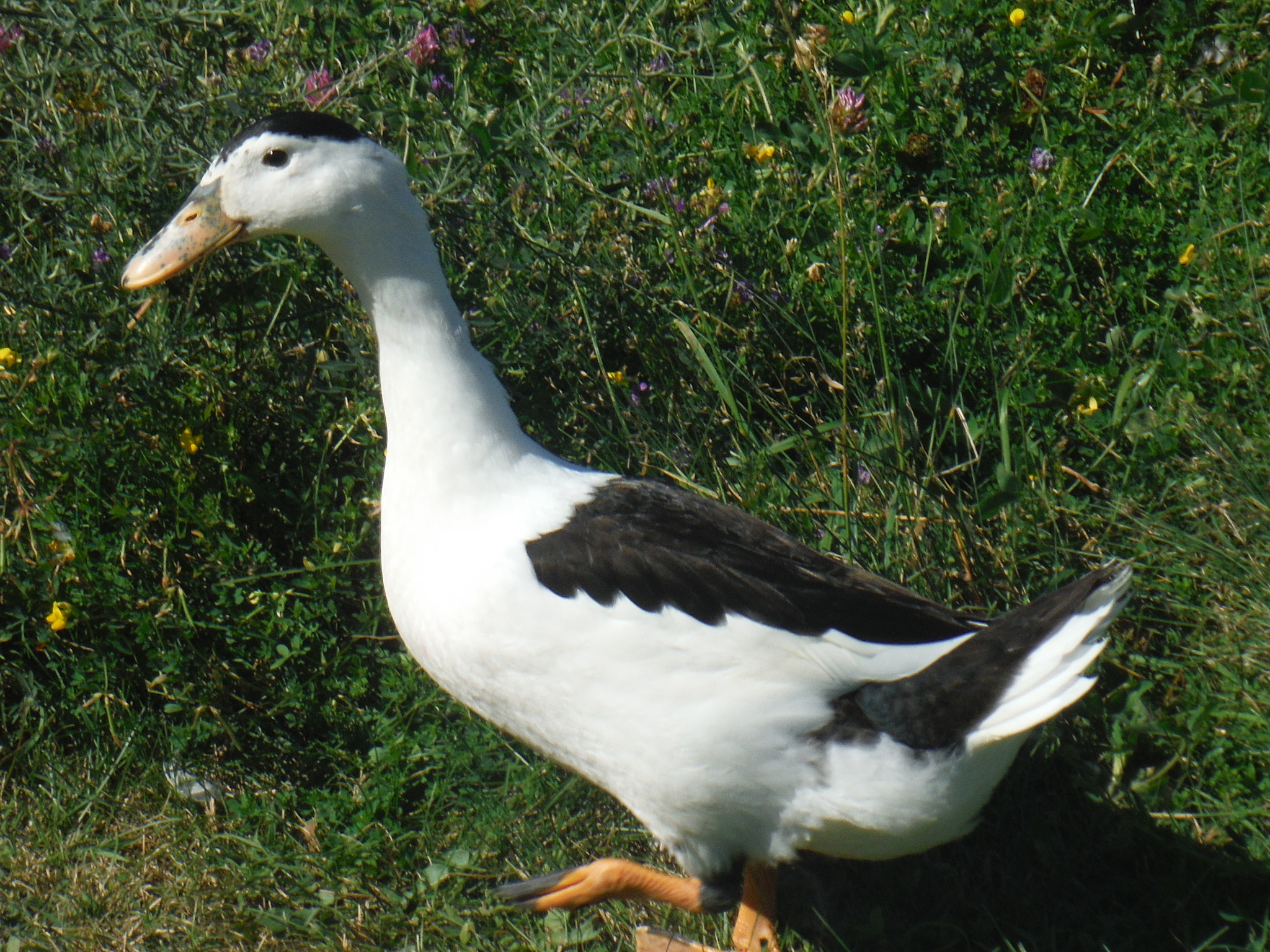 Female Magpie Duck