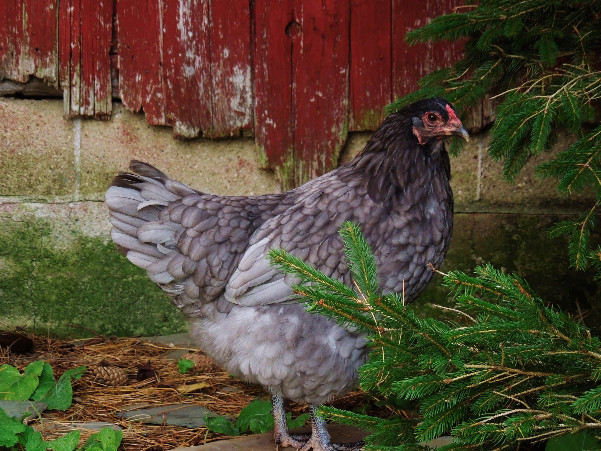 Female Marans X Ameraucana (Olive Egger)